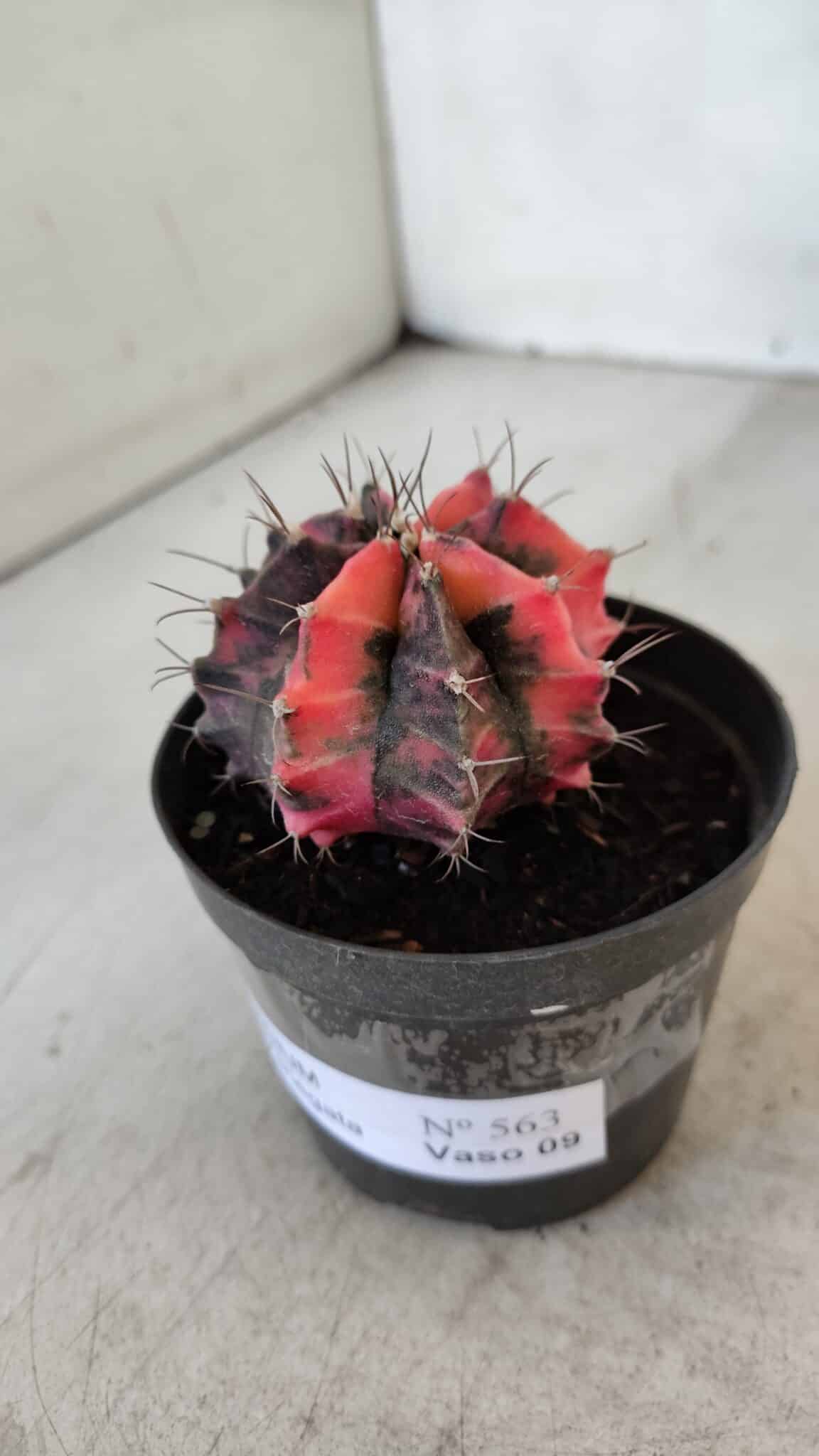 GYMNOCALYCIUM Mihanovichii Variegata Nº 563 – vaso 09