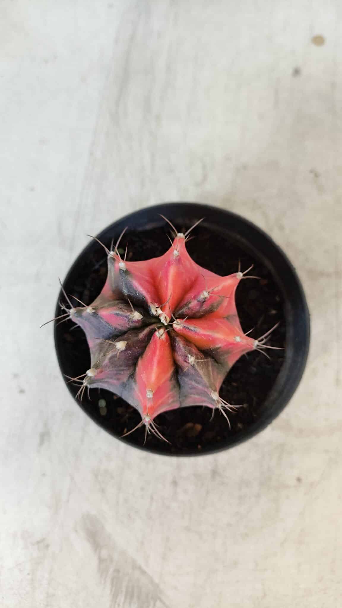 GYMNOCALYCIUM Mihanovichii Variegata Nº 563 – vaso 09