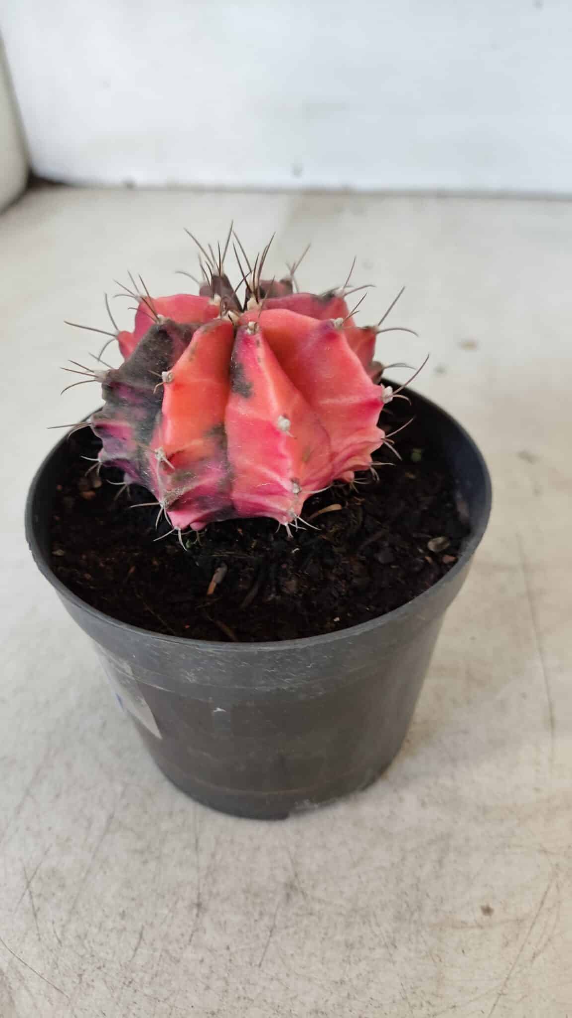 GYMNOCALYCIUM Mihanovichii Variegata Nº 563 – vaso 09