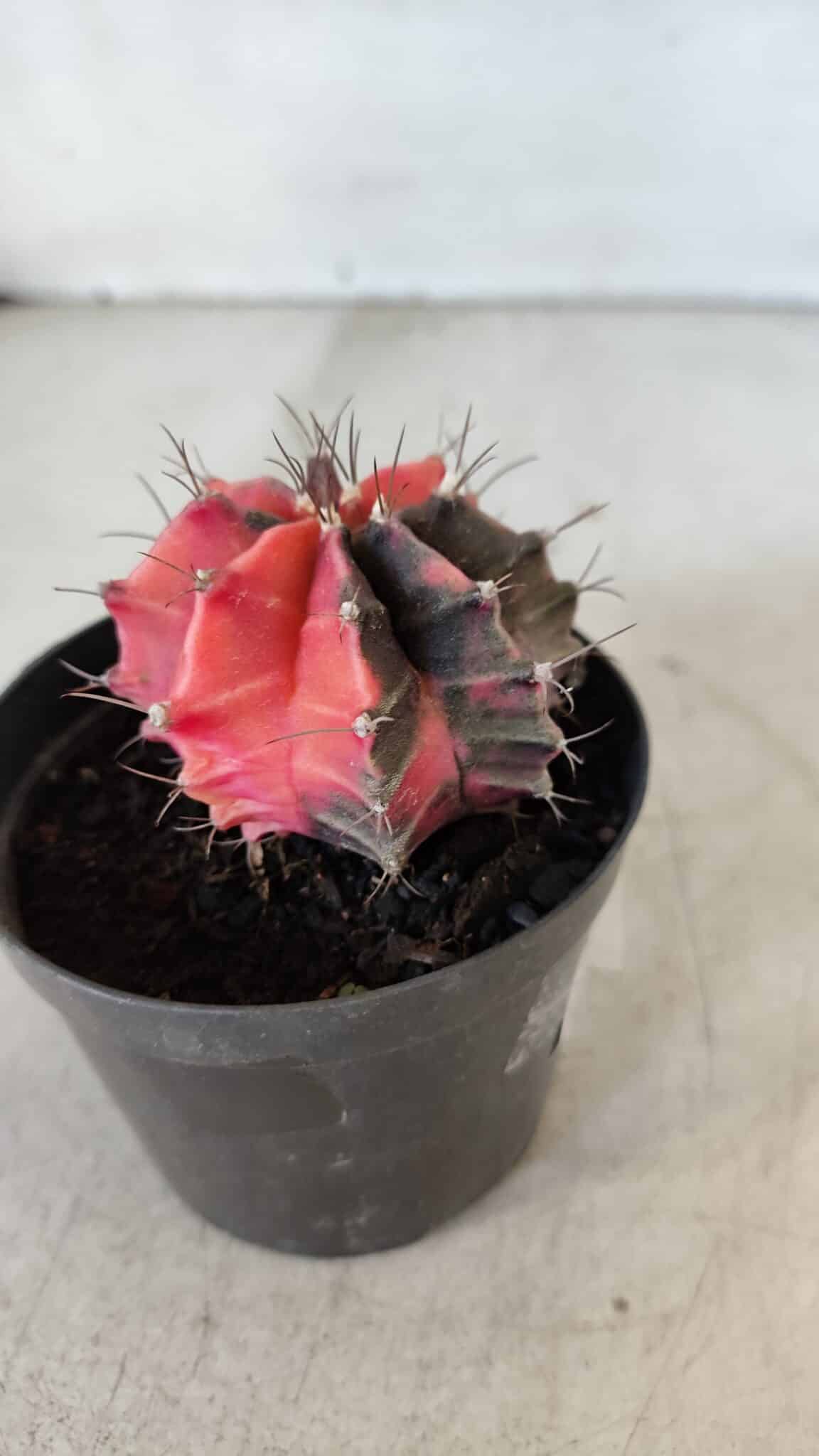 GYMNOCALYCIUM Mihanovichii Variegata Nº 563 – vaso 09
