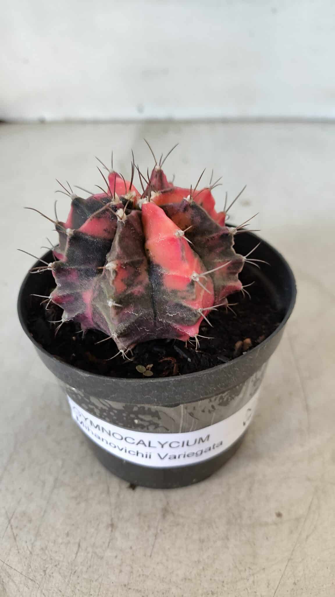 GYMNOCALYCIUM Mihanovichii Variegata Nº 563 – vaso 09