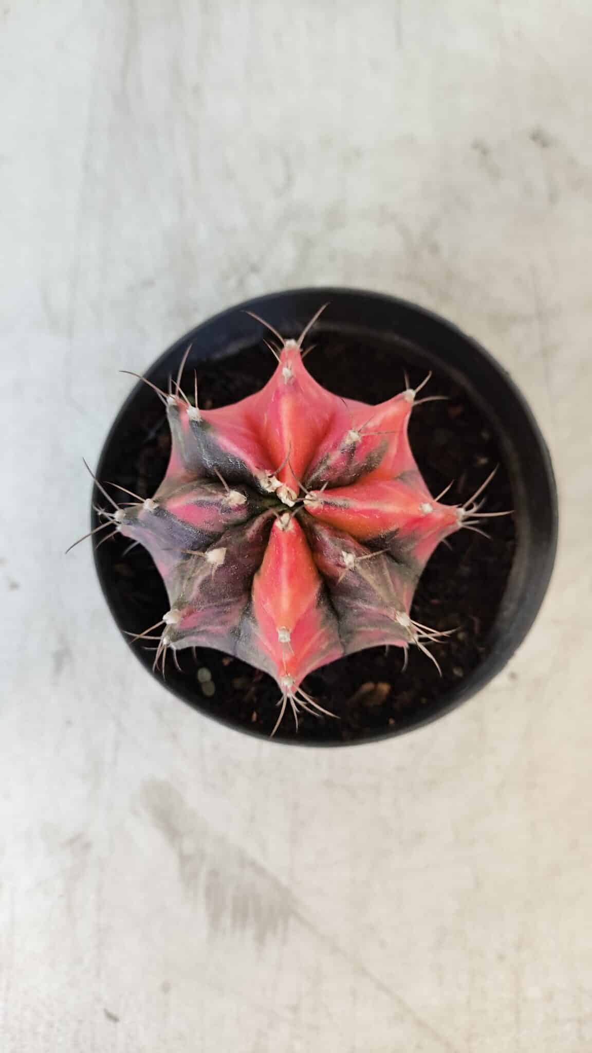 GYMNOCALYCIUM Mihanovichii Variegata Nº 563 – vaso 09