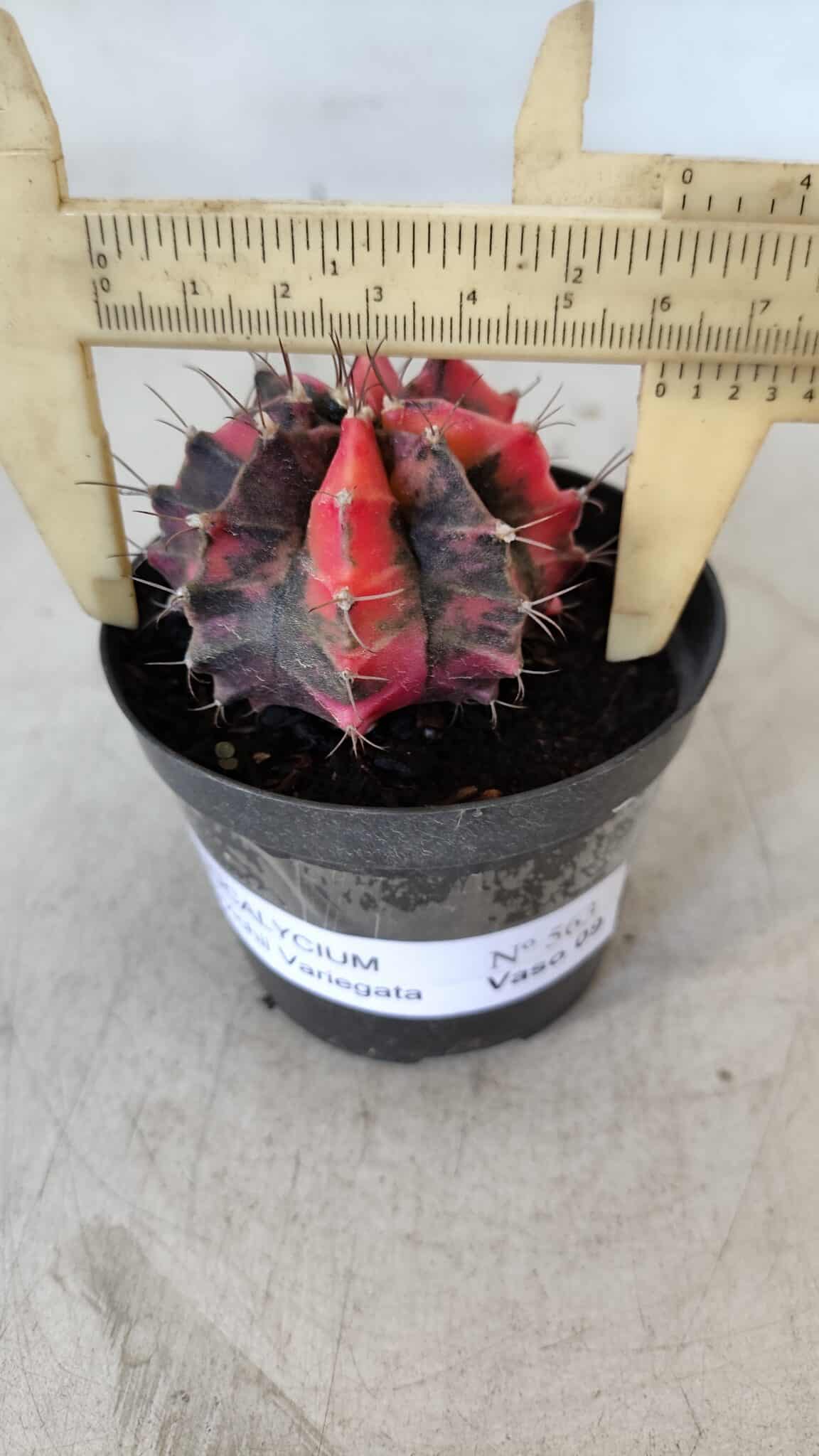 GYMNOCALYCIUM Mihanovichii Variegata Nº 563 – vaso 09