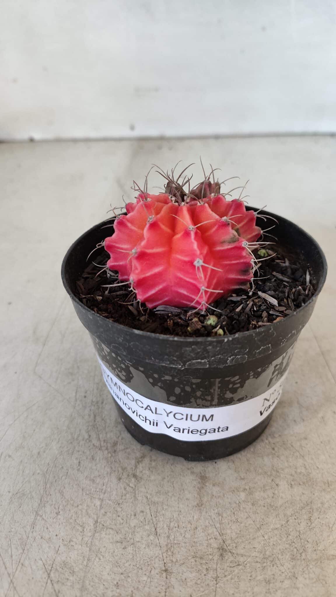 GYMNOCALYCIUM Mihanovichii Variegata Nº 564 – vaso 09