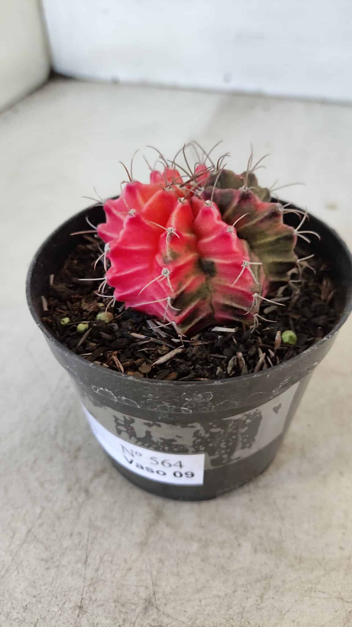 GYMNOCALYCIUM Mihanovichii Variegata Nº 564 – vaso 09