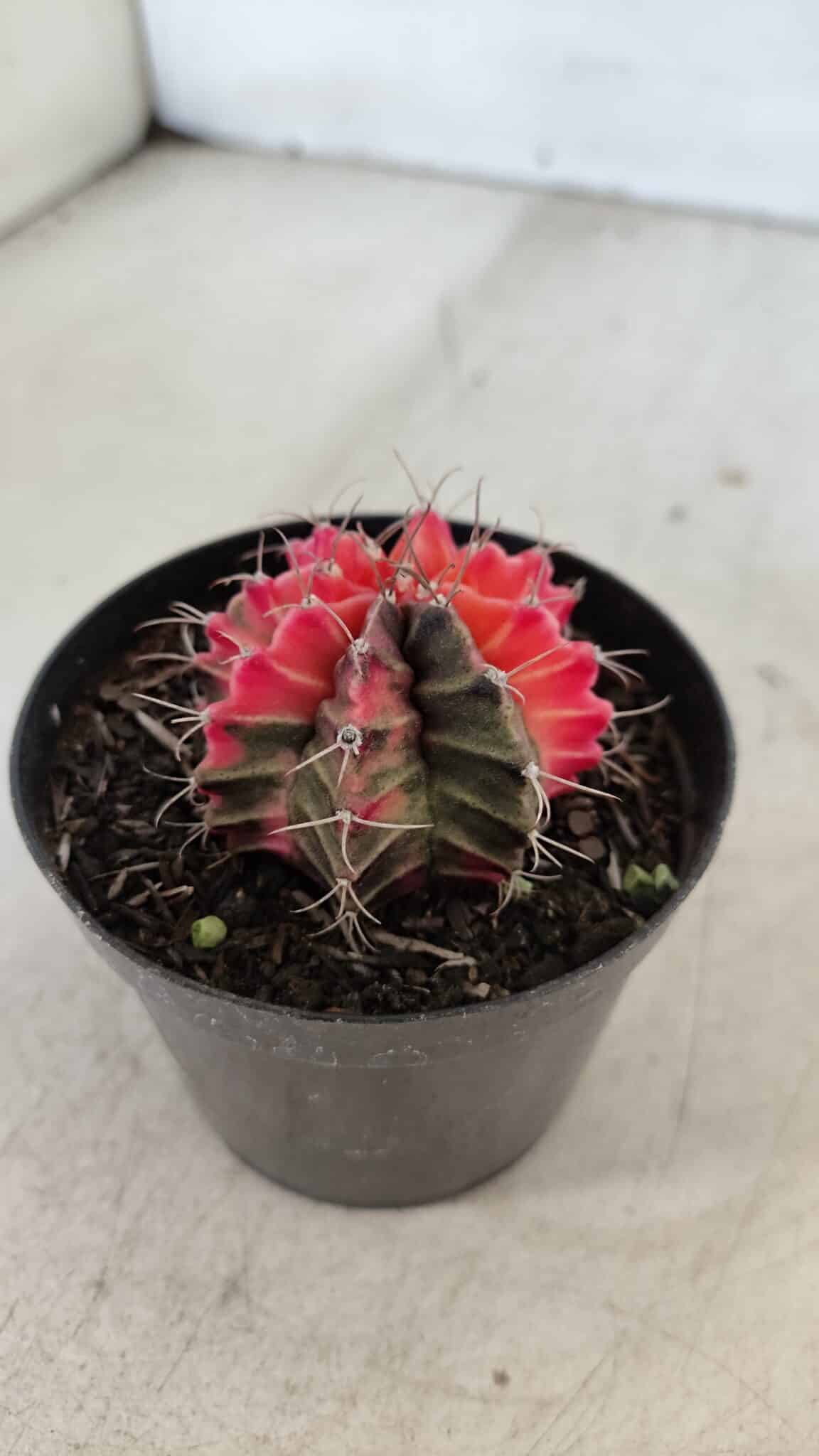 GYMNOCALYCIUM Mihanovichii Variegata Nº 564 – vaso 09