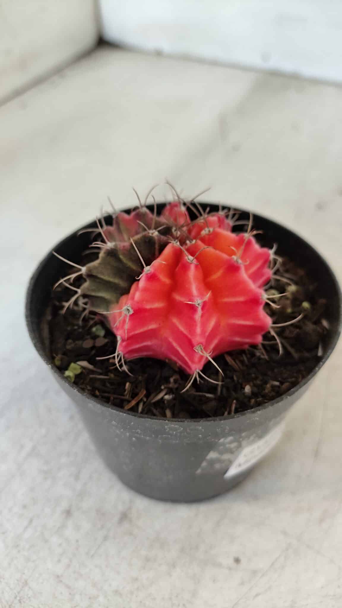 GYMNOCALYCIUM Mihanovichii Variegata Nº 564 – vaso 09