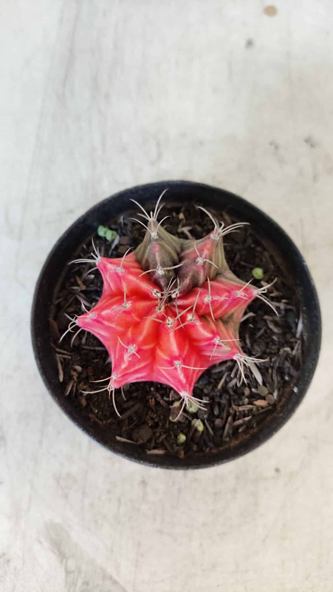 GYMNOCALYCIUM Mihanovichii Variegata Nº 564 – vaso 09