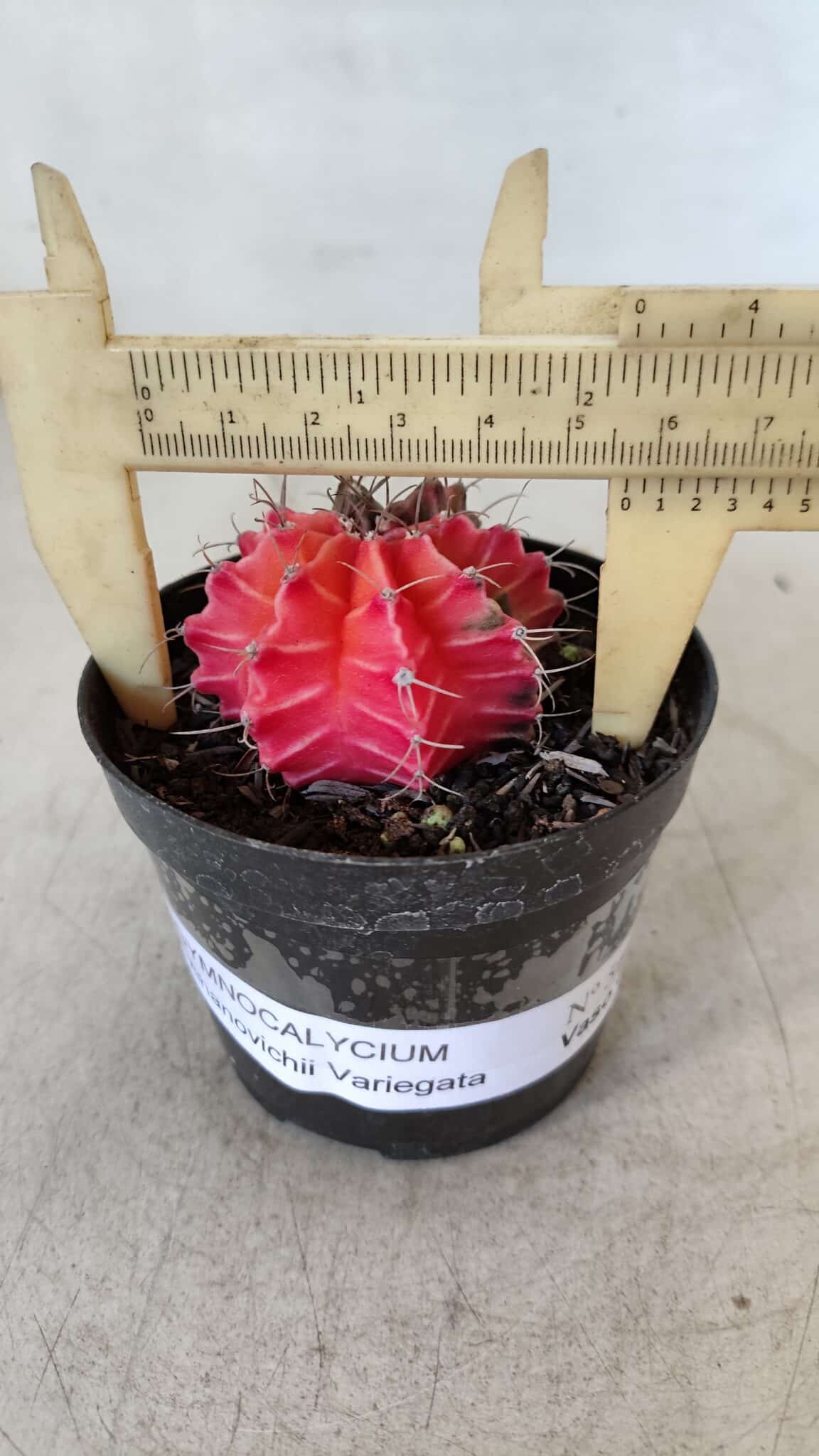 GYMNOCALYCIUM Mihanovichii Variegata Nº 564 – vaso 09