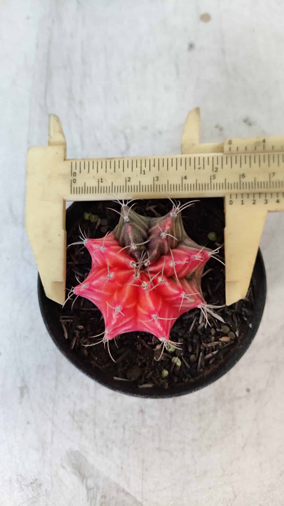 GYMNOCALYCIUM Mihanovichii Variegata Nº 564 – vaso 09