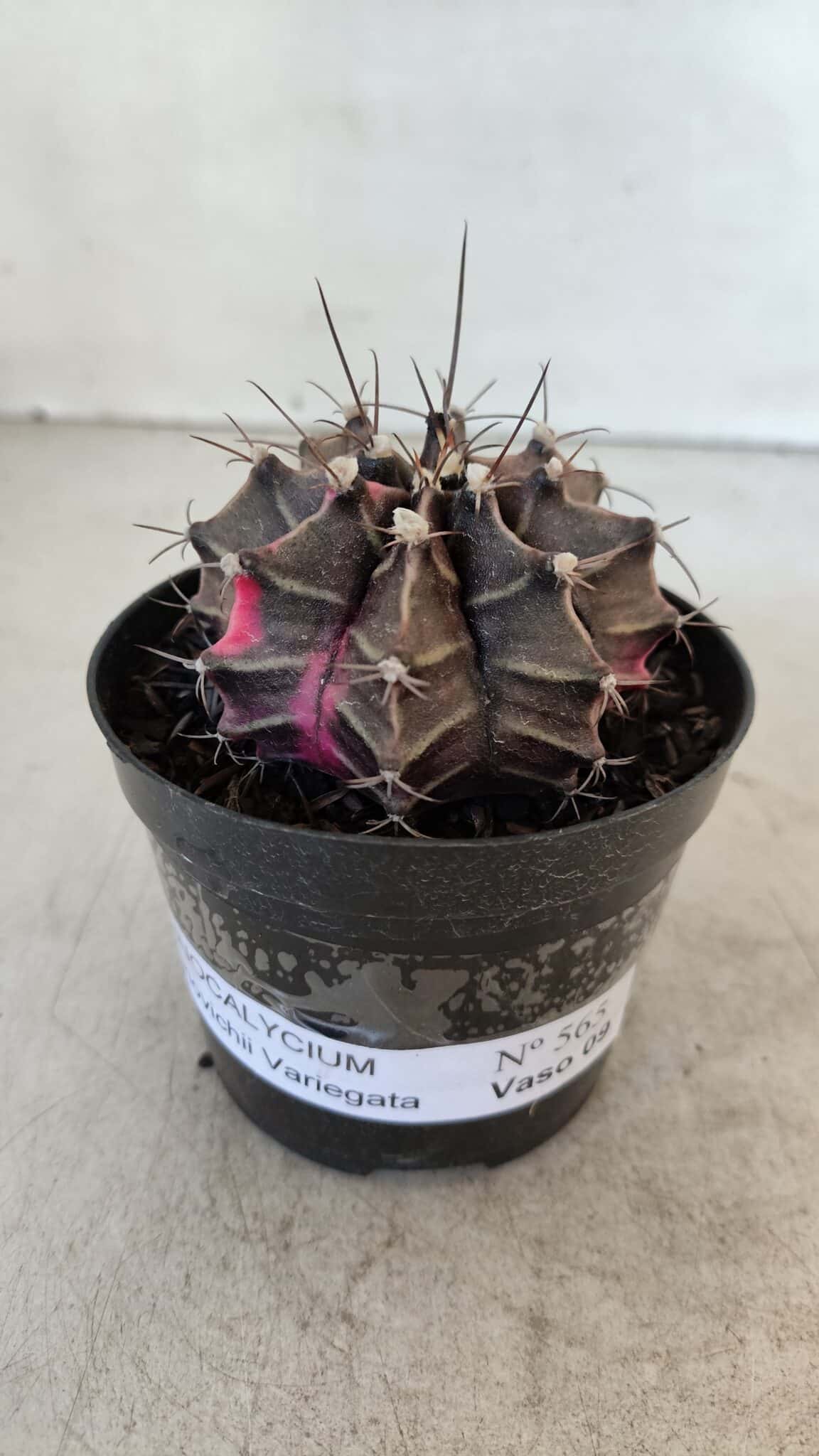 GYMNOCALYCIUM Mihanovichii Variegata Nº 565 – vaso 09
