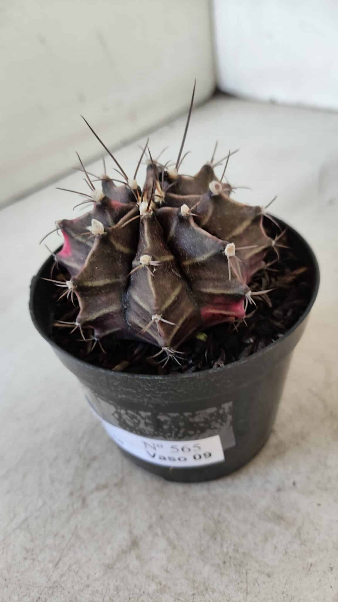 GYMNOCALYCIUM Mihanovichii Variegata Nº 565 – vaso 09