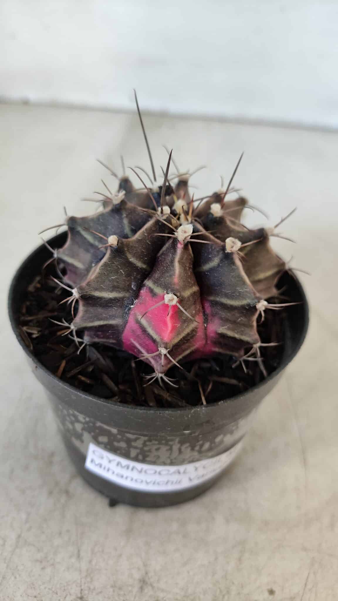 GYMNOCALYCIUM Mihanovichii Variegata Nº 565 – vaso 09