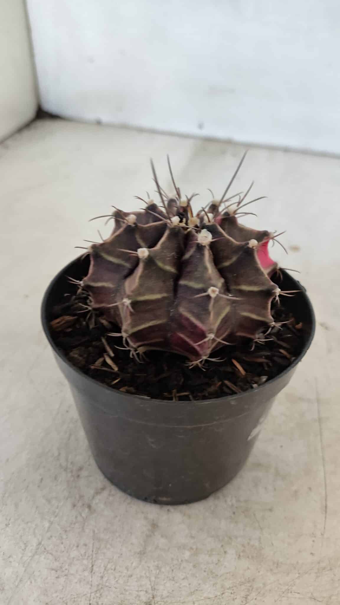 GYMNOCALYCIUM Mihanovichii Variegata Nº 565 – vaso 09