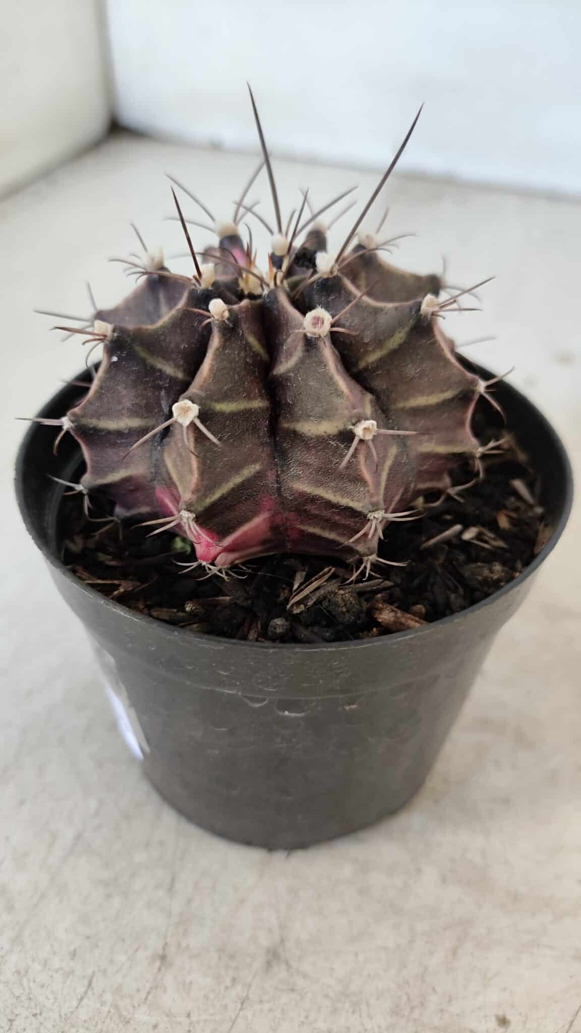 GYMNOCALYCIUM Mihanovichii Variegata Nº 565 – vaso 09