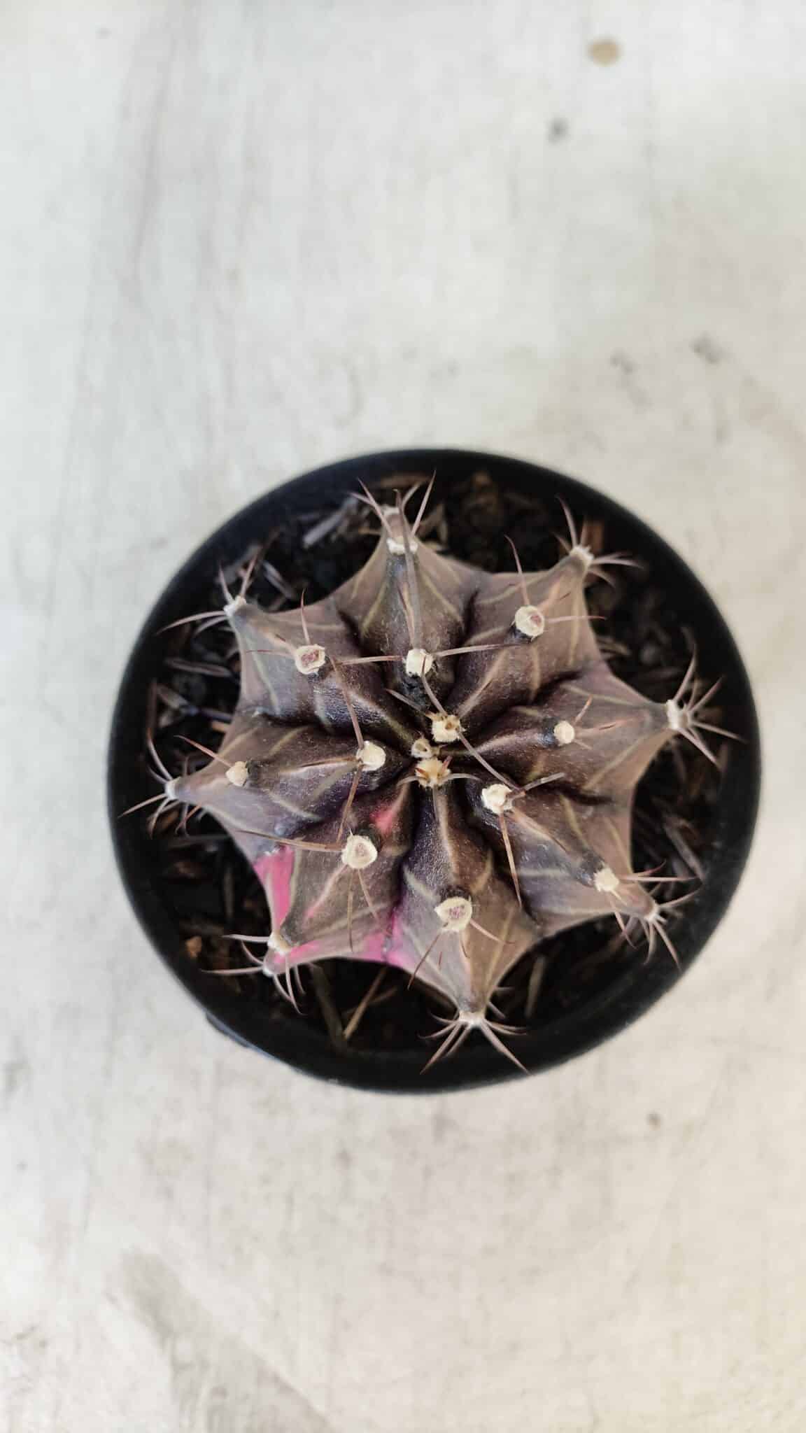 GYMNOCALYCIUM Mihanovichii Variegata Nº 565 – vaso 09