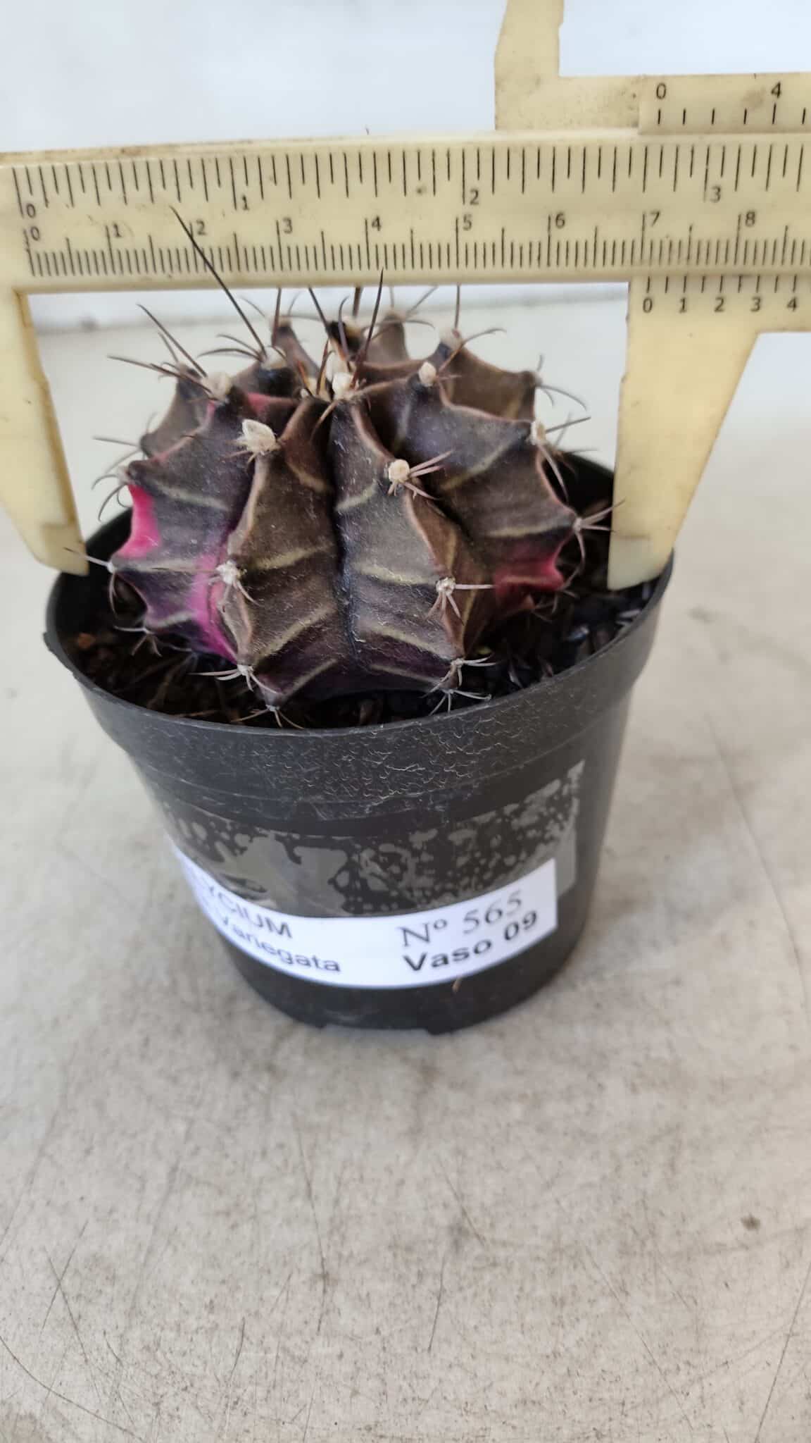 GYMNOCALYCIUM Mihanovichii Variegata Nº 565 – vaso 09