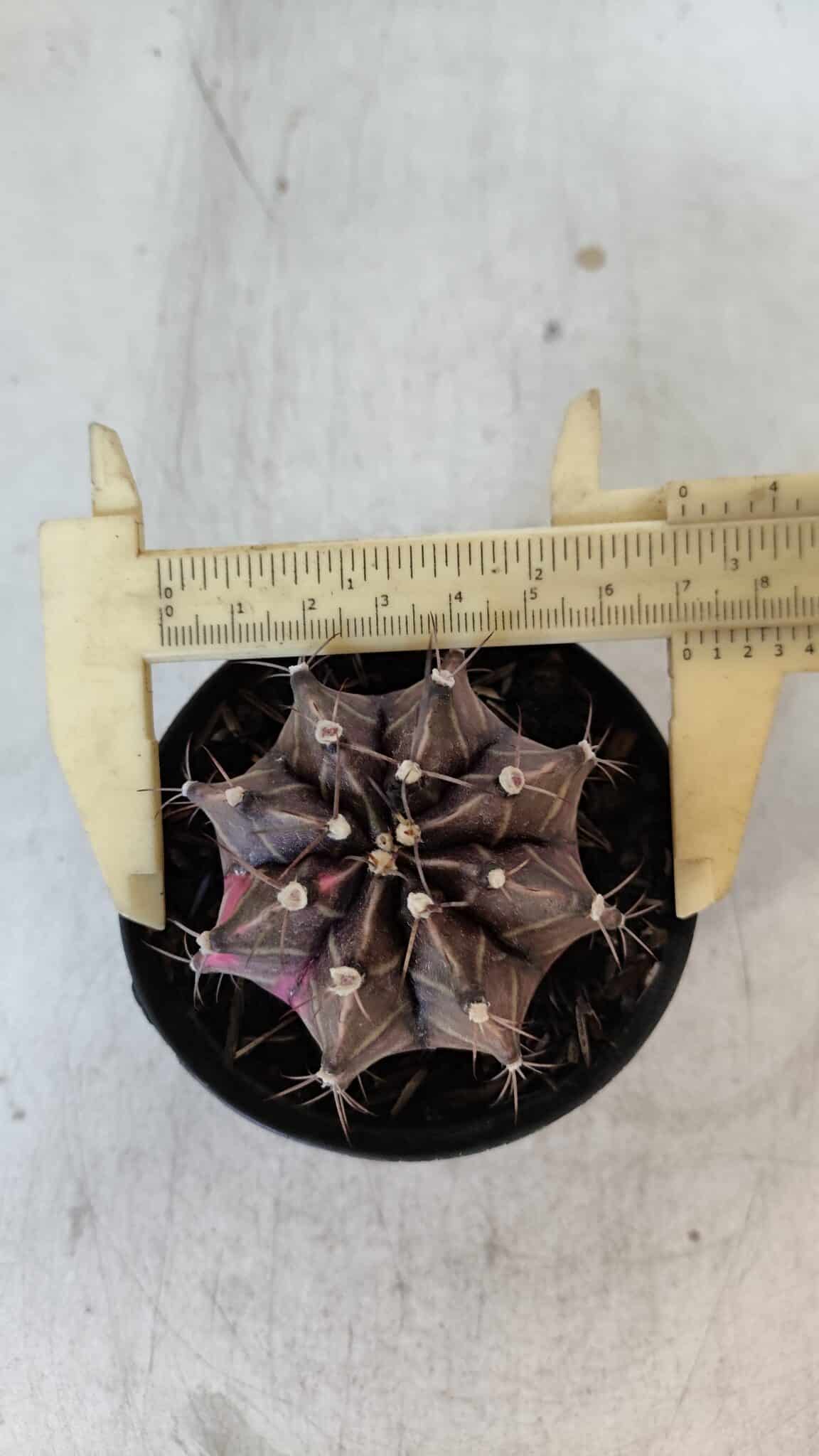 GYMNOCALYCIUM Mihanovichii Variegata Nº 565 – vaso 09
