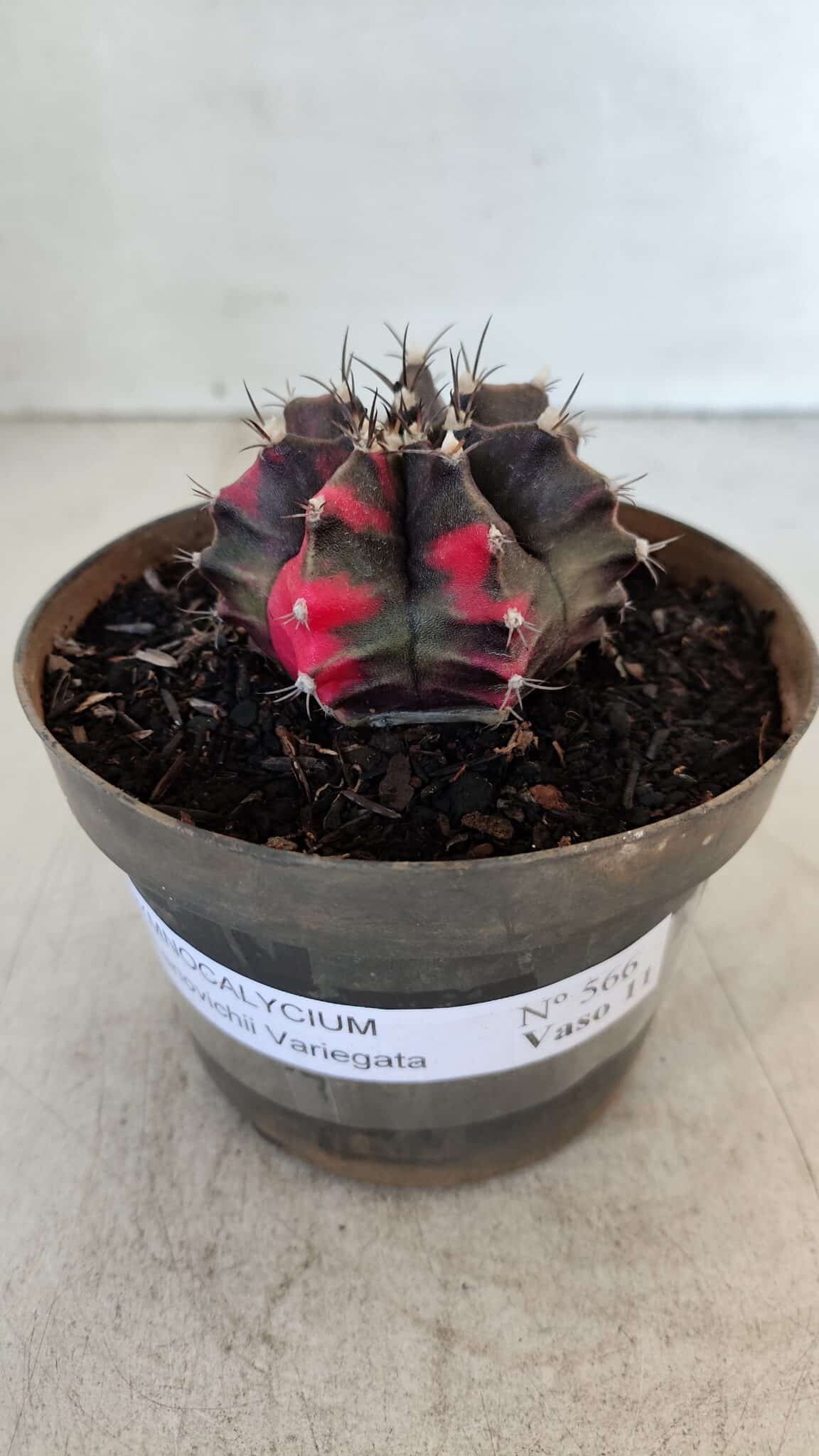 GYMNOCALYCIUM Mihanovichii Variegata Nº 566 – vaso 11
