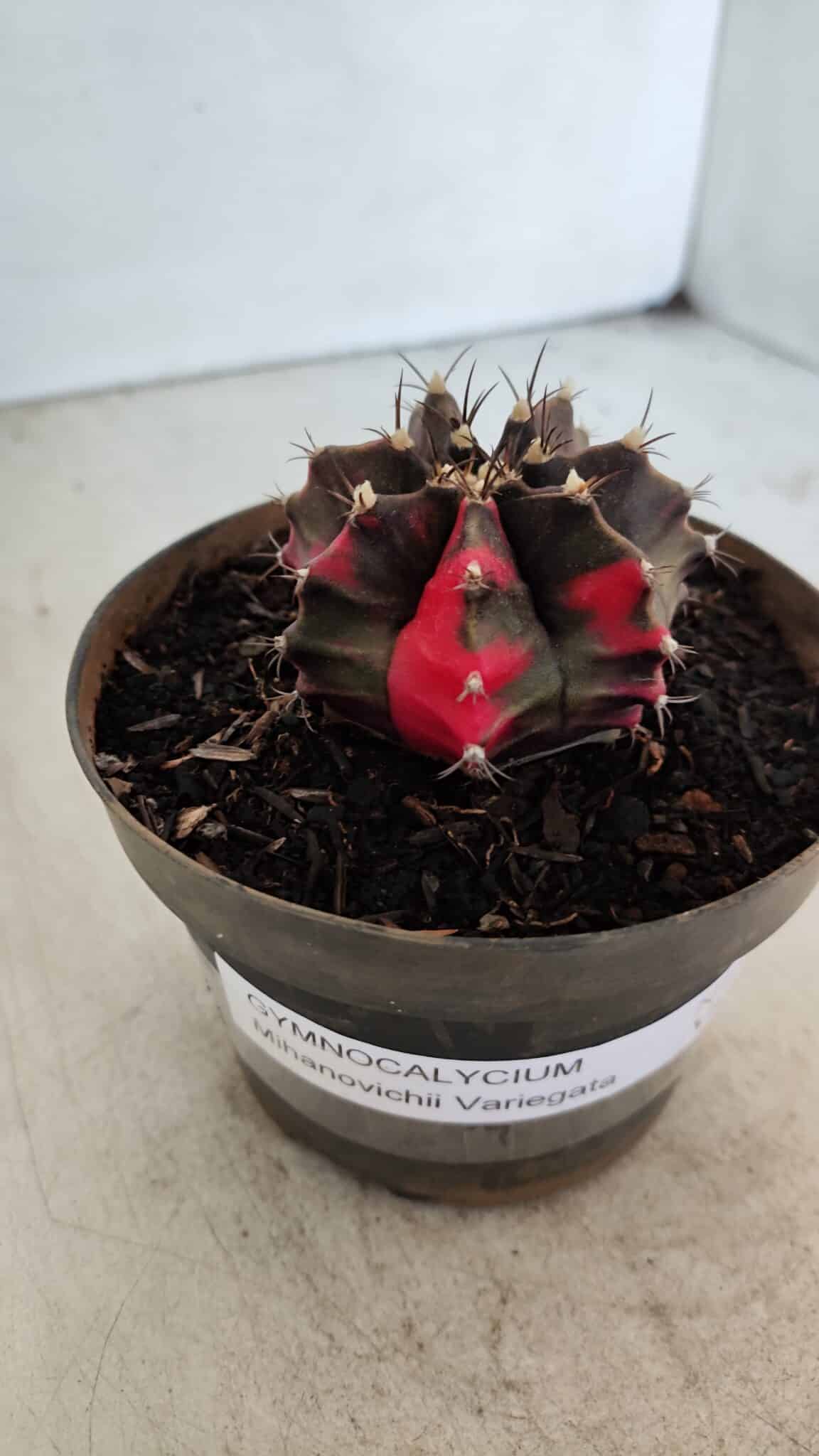 GYMNOCALYCIUM Mihanovichii Variegata Nº 566 – vaso 11