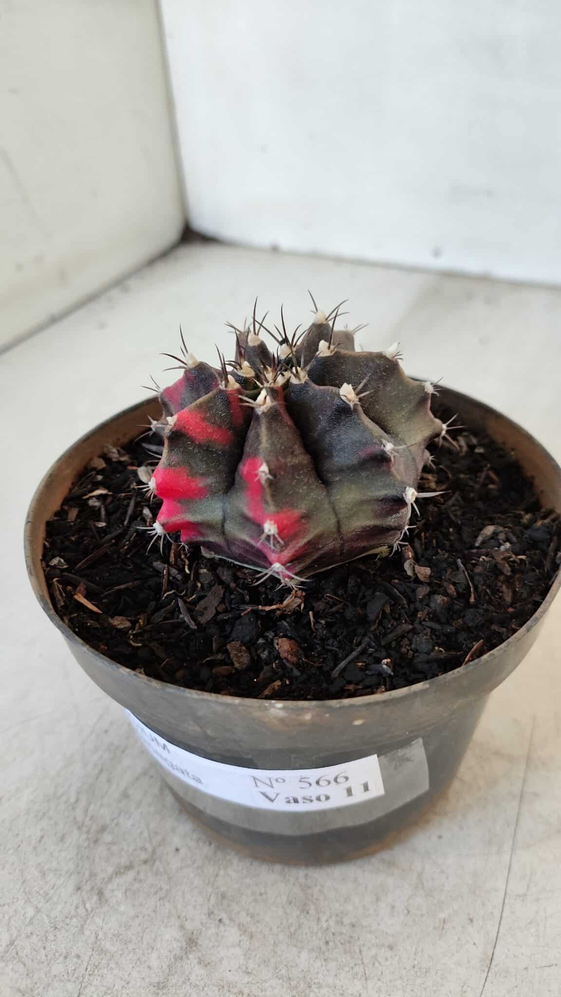 GYMNOCALYCIUM Mihanovichii Variegata Nº 566 – vaso 11