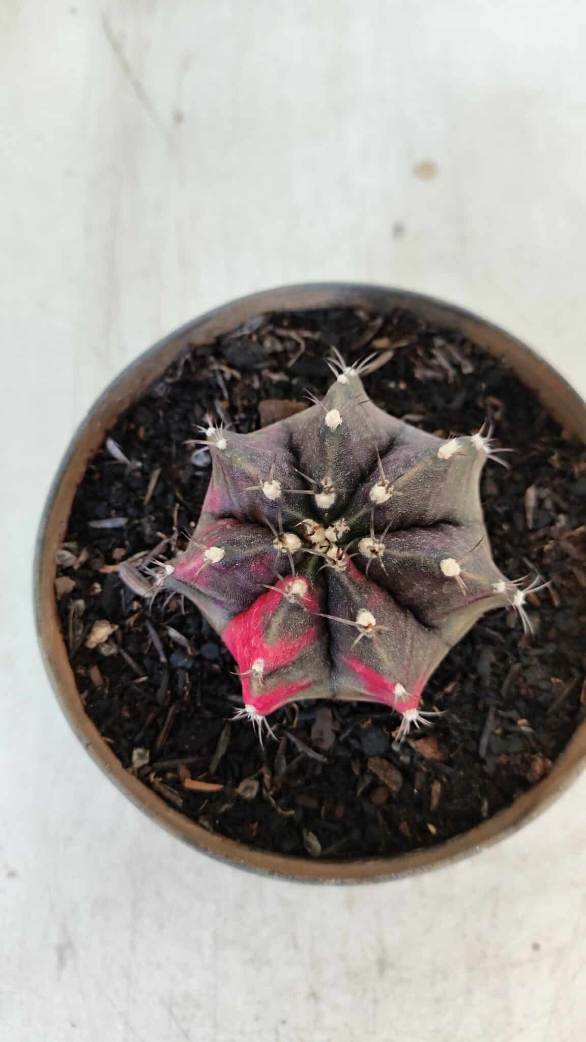 GYMNOCALYCIUM Mihanovichii Variegata Nº 566 – vaso 11