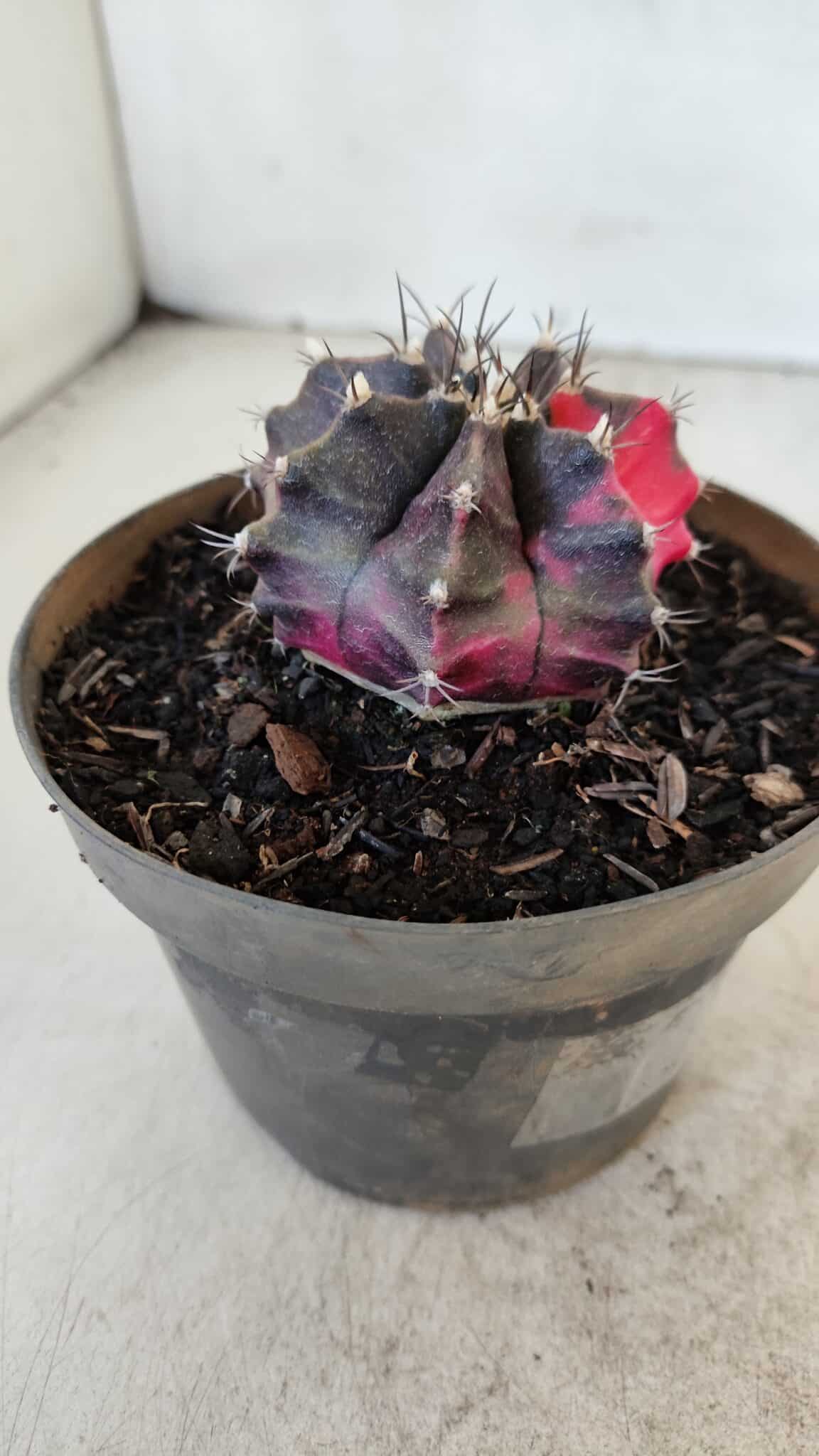 GYMNOCALYCIUM Mihanovichii Variegata Nº 566 – vaso 11
