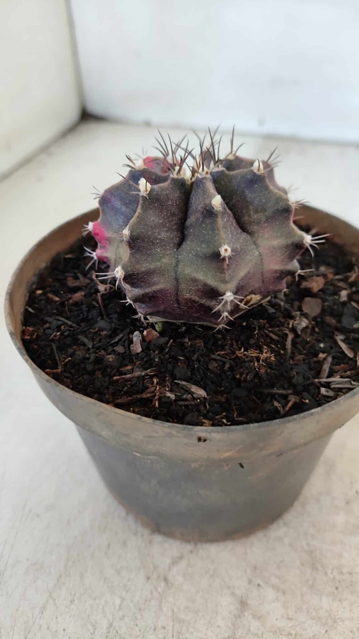 GYMNOCALYCIUM Mihanovichii Variegata Nº 566 – vaso 11