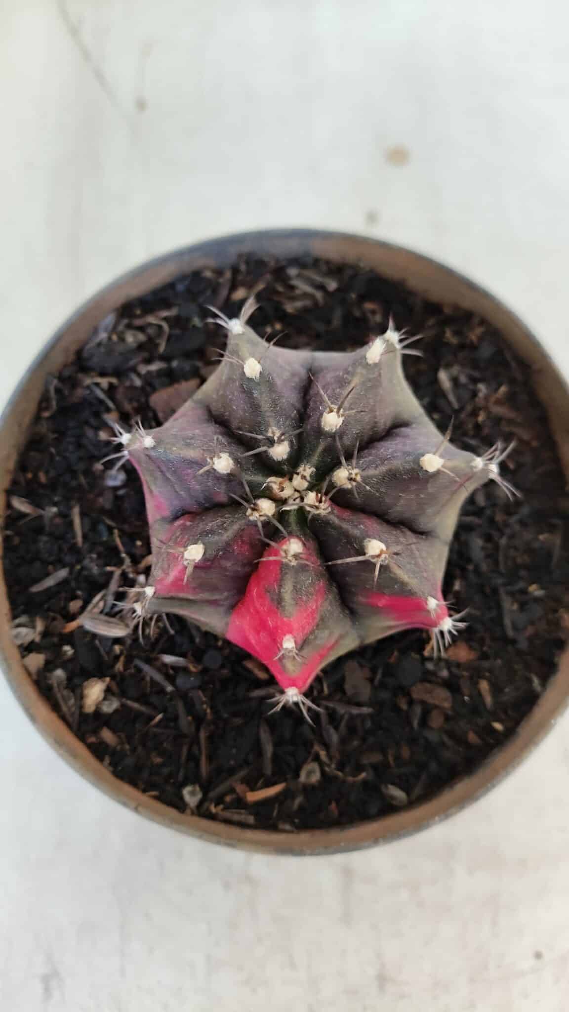 GYMNOCALYCIUM Mihanovichii Variegata Nº 566 – vaso 11