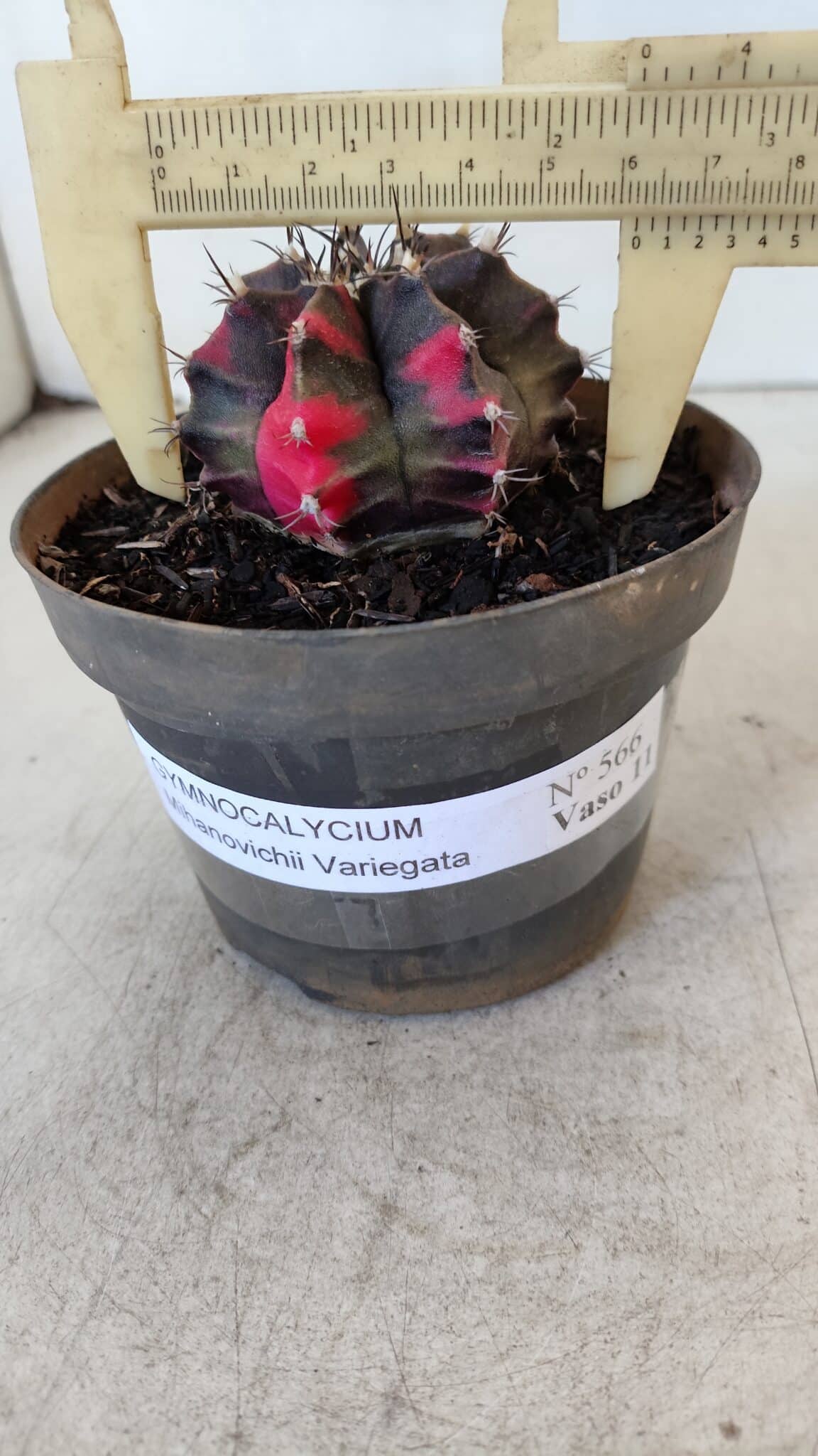 GYMNOCALYCIUM Mihanovichii Variegata Nº 566 – vaso 11