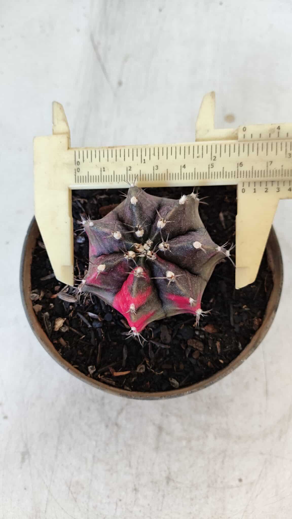 GYMNOCALYCIUM Mihanovichii Variegata Nº 566 – vaso 11
