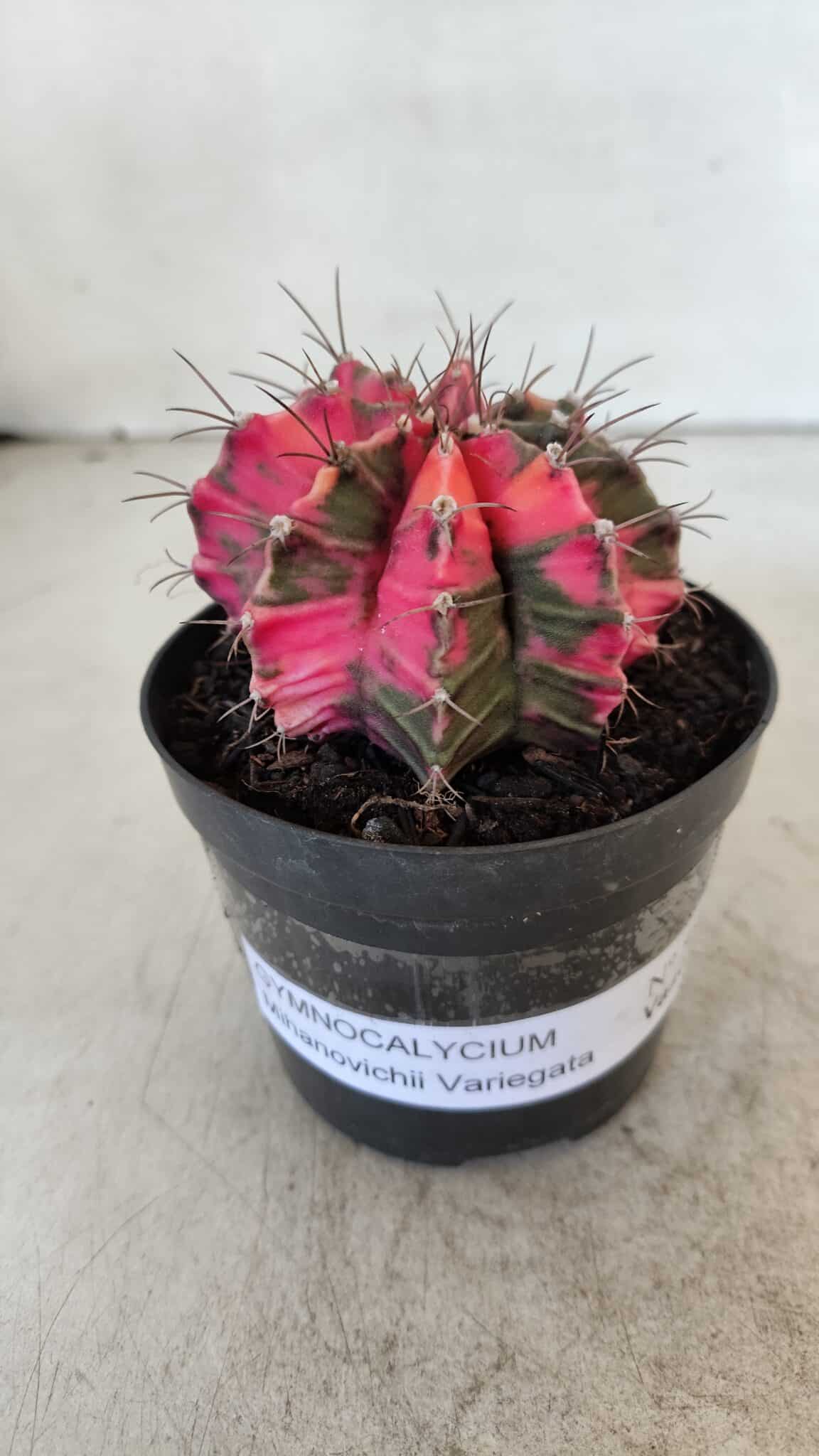 GYMNOCALYCIUM Mihanovichii Variegata Nº 567 – vaso 09