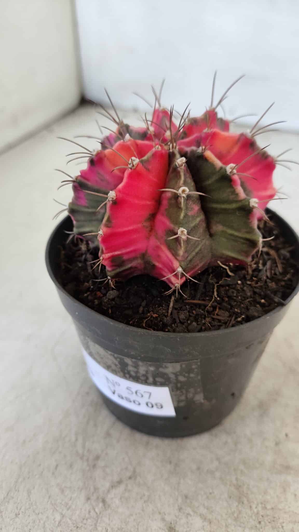 GYMNOCALYCIUM Mihanovichii Variegata Nº 567 – vaso 09