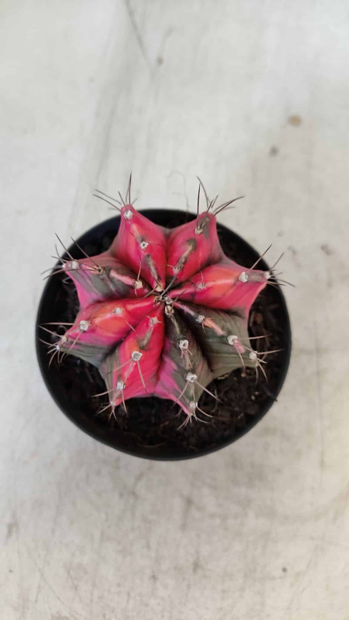 GYMNOCALYCIUM Mihanovichii Variegata Nº 567 – vaso 09