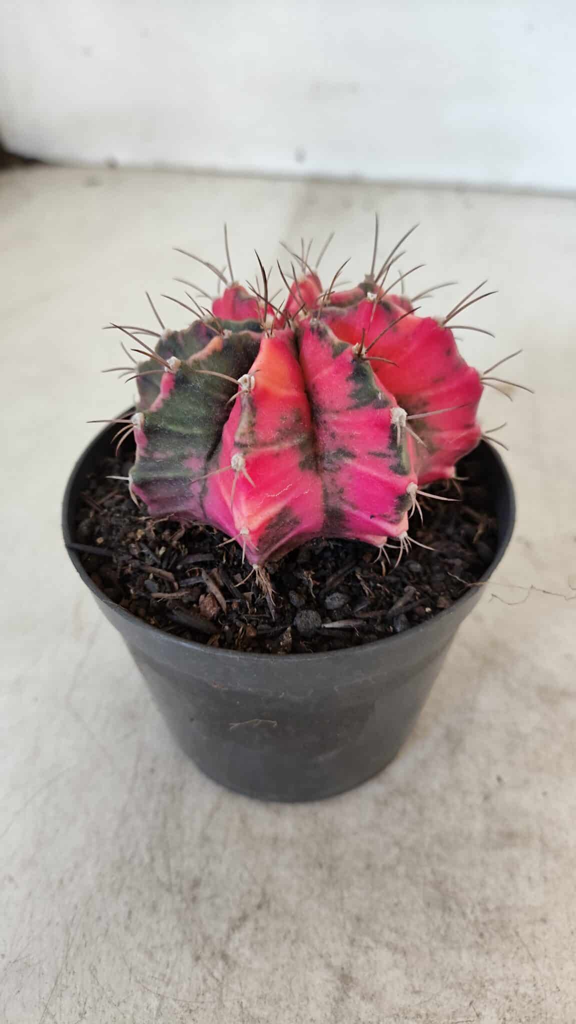 GYMNOCALYCIUM Mihanovichii Variegata Nº 567 – vaso 09
