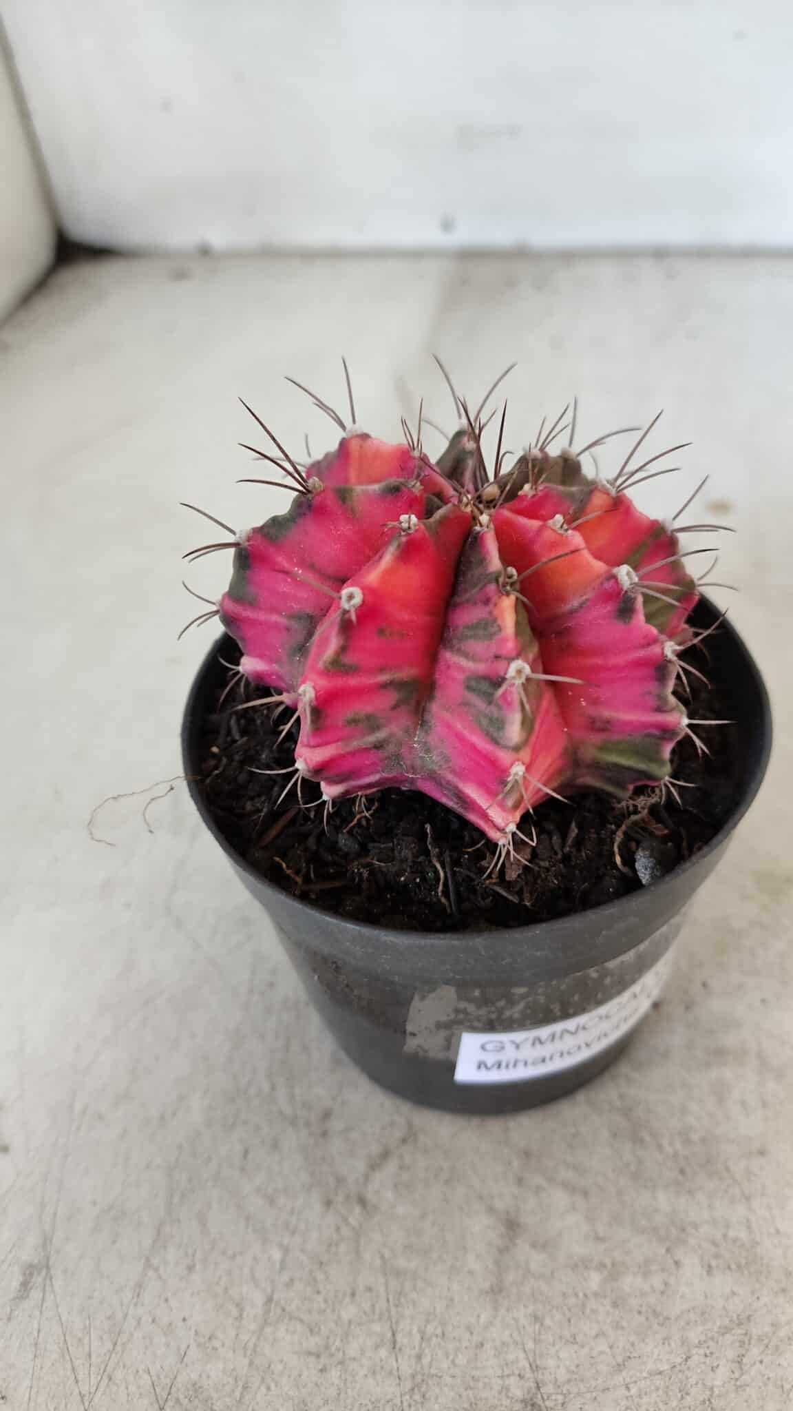 GYMNOCALYCIUM Mihanovichii Variegata Nº 567 – vaso 09