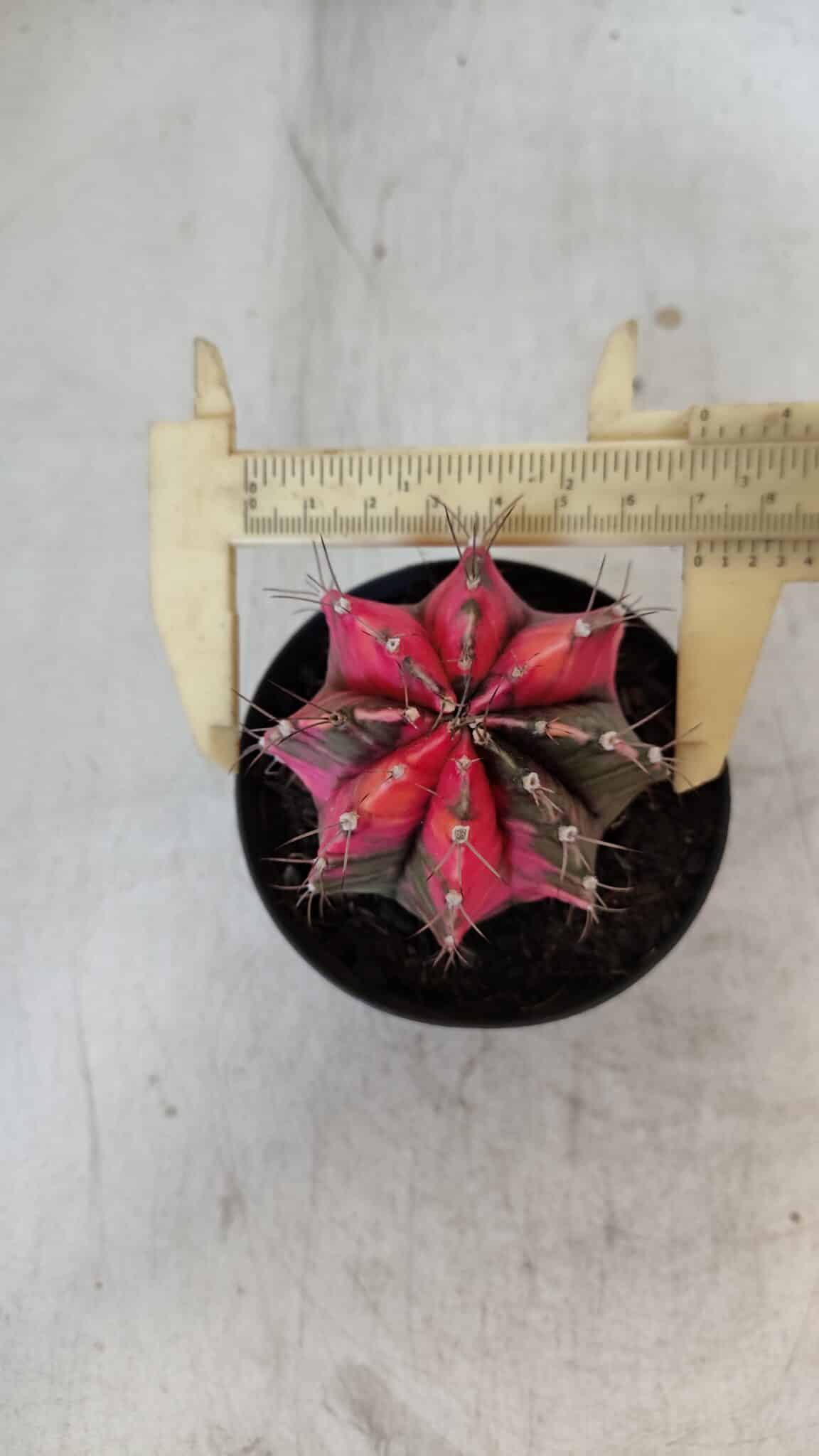GYMNOCALYCIUM Mihanovichii Variegata Nº 567 – vaso 09