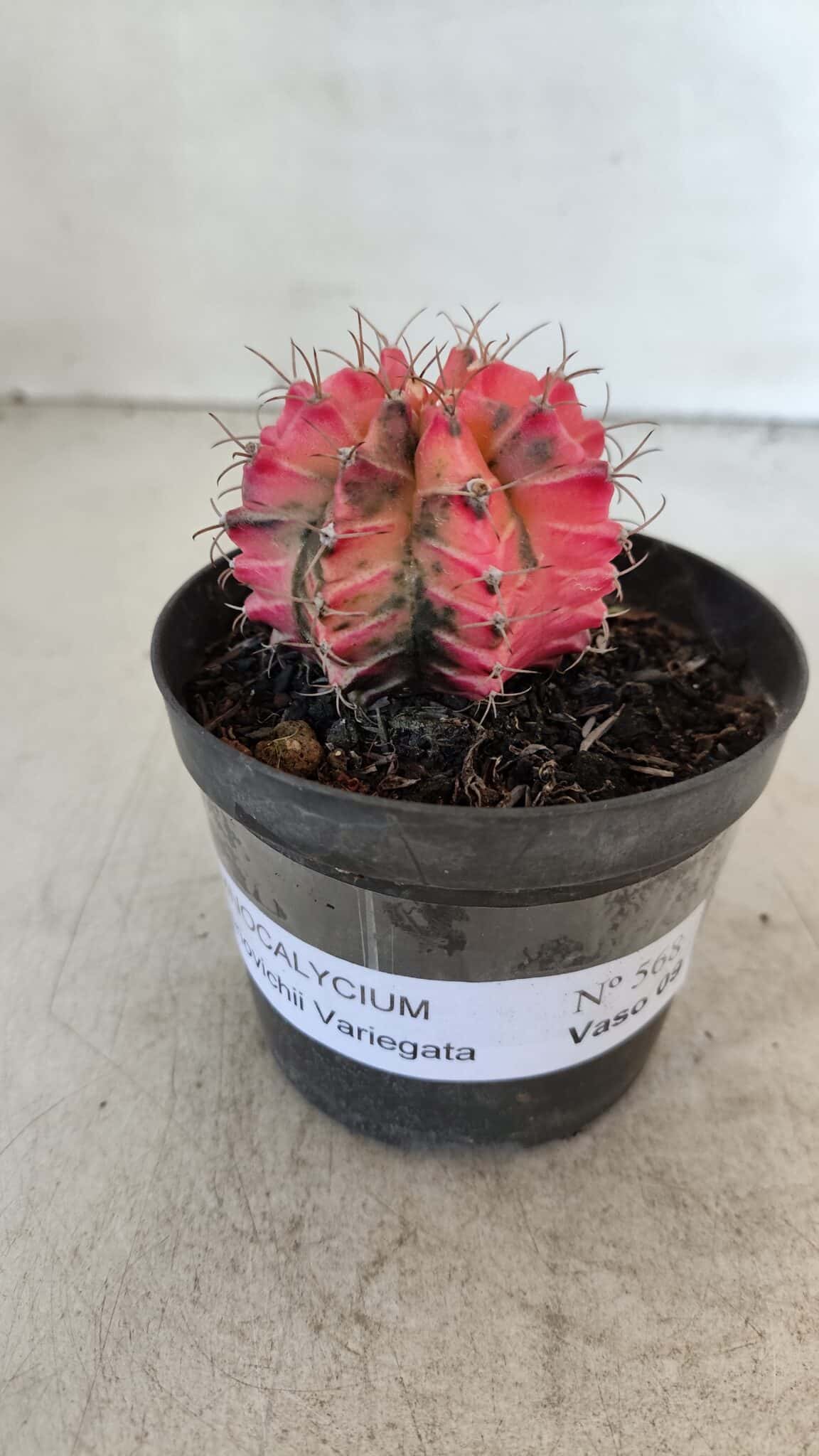 GYMNOCALYCIUM Mihanovichii Variegata Nº 568 – vaso 09