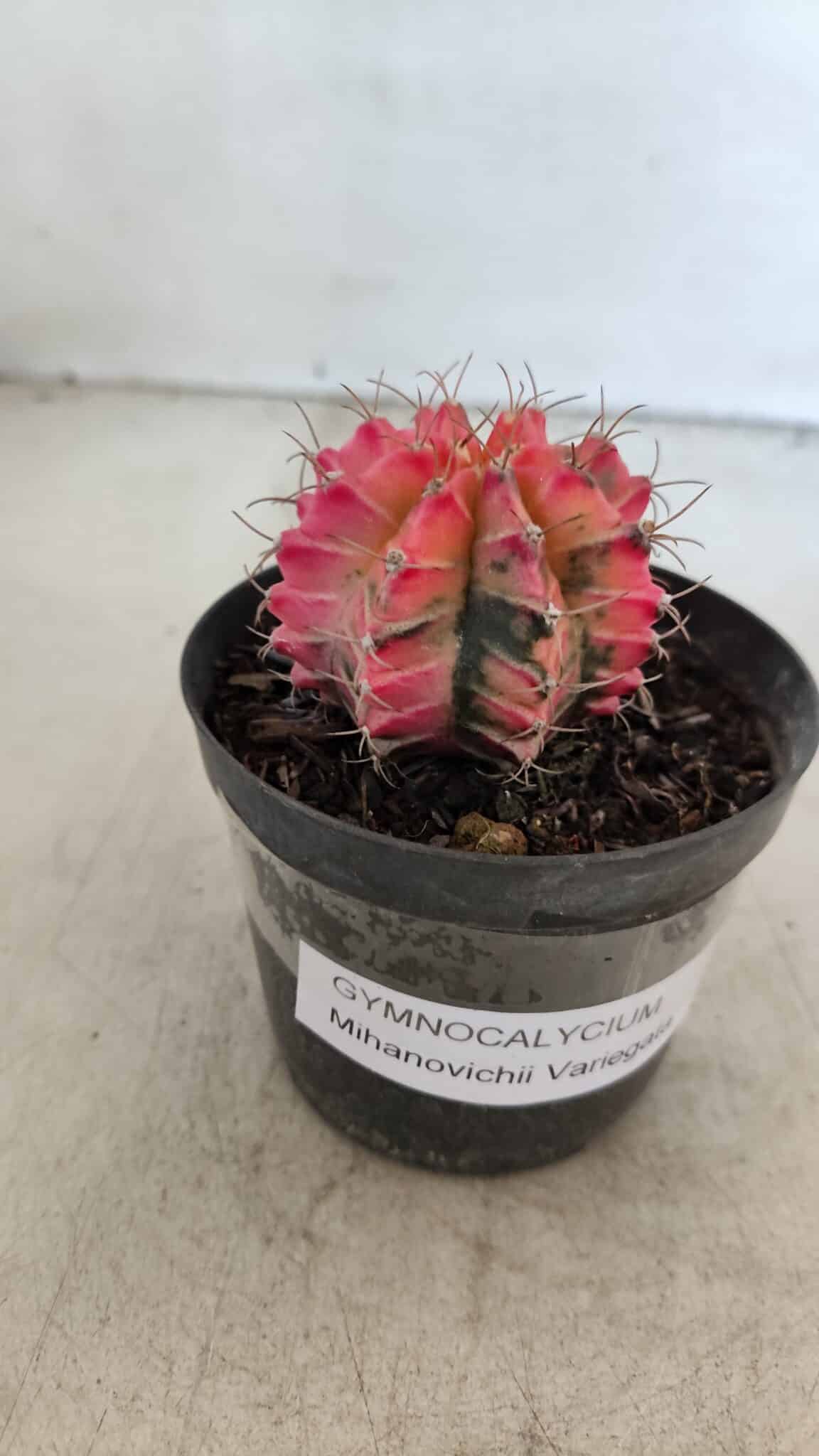 GYMNOCALYCIUM Mihanovichii Variegata Nº 568 – vaso 09