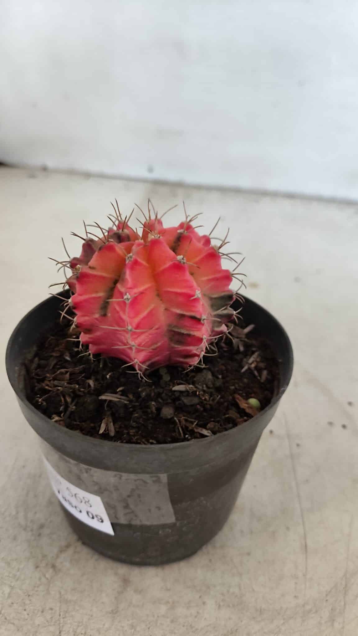 GYMNOCALYCIUM Mihanovichii Variegata Nº 568 – vaso 09