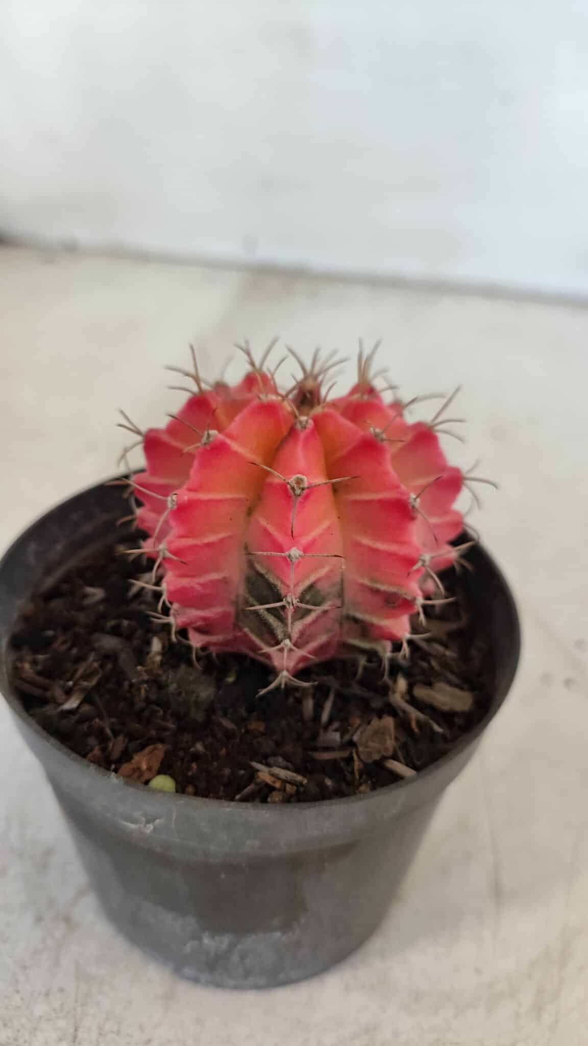 GYMNOCALYCIUM Mihanovichii Variegata Nº 568 – vaso 09