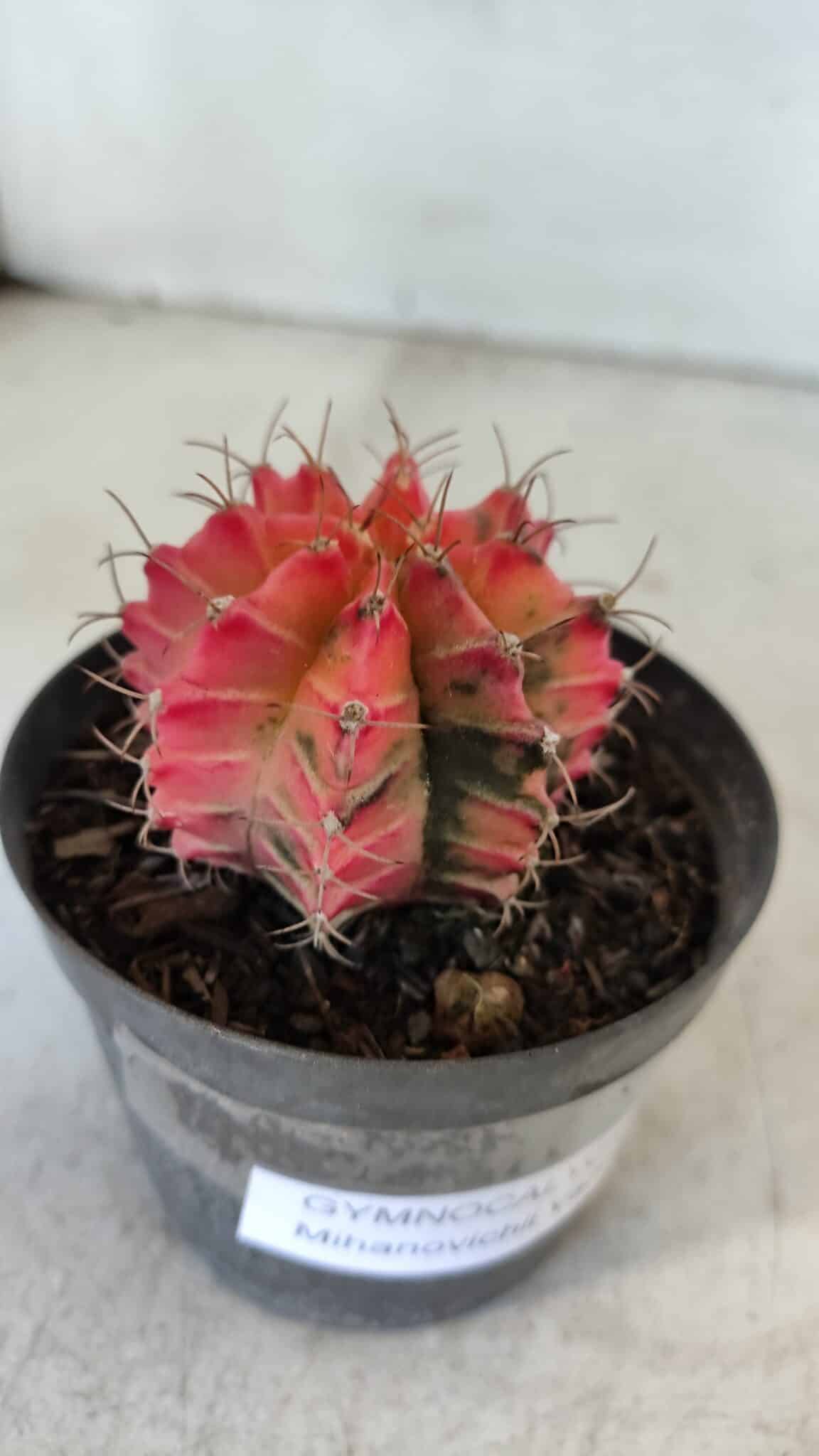 GYMNOCALYCIUM Mihanovichii Variegata Nº 568 – vaso 09
