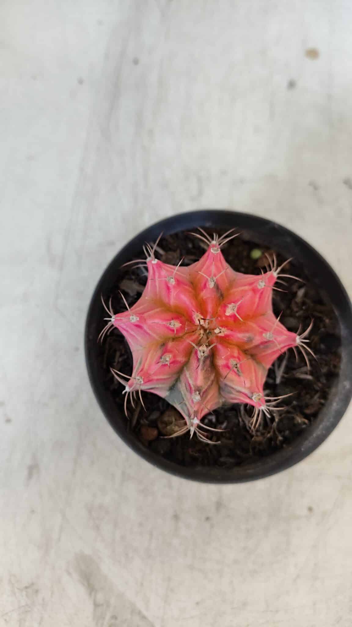 GYMNOCALYCIUM Mihanovichii Variegata Nº 568 – vaso 09