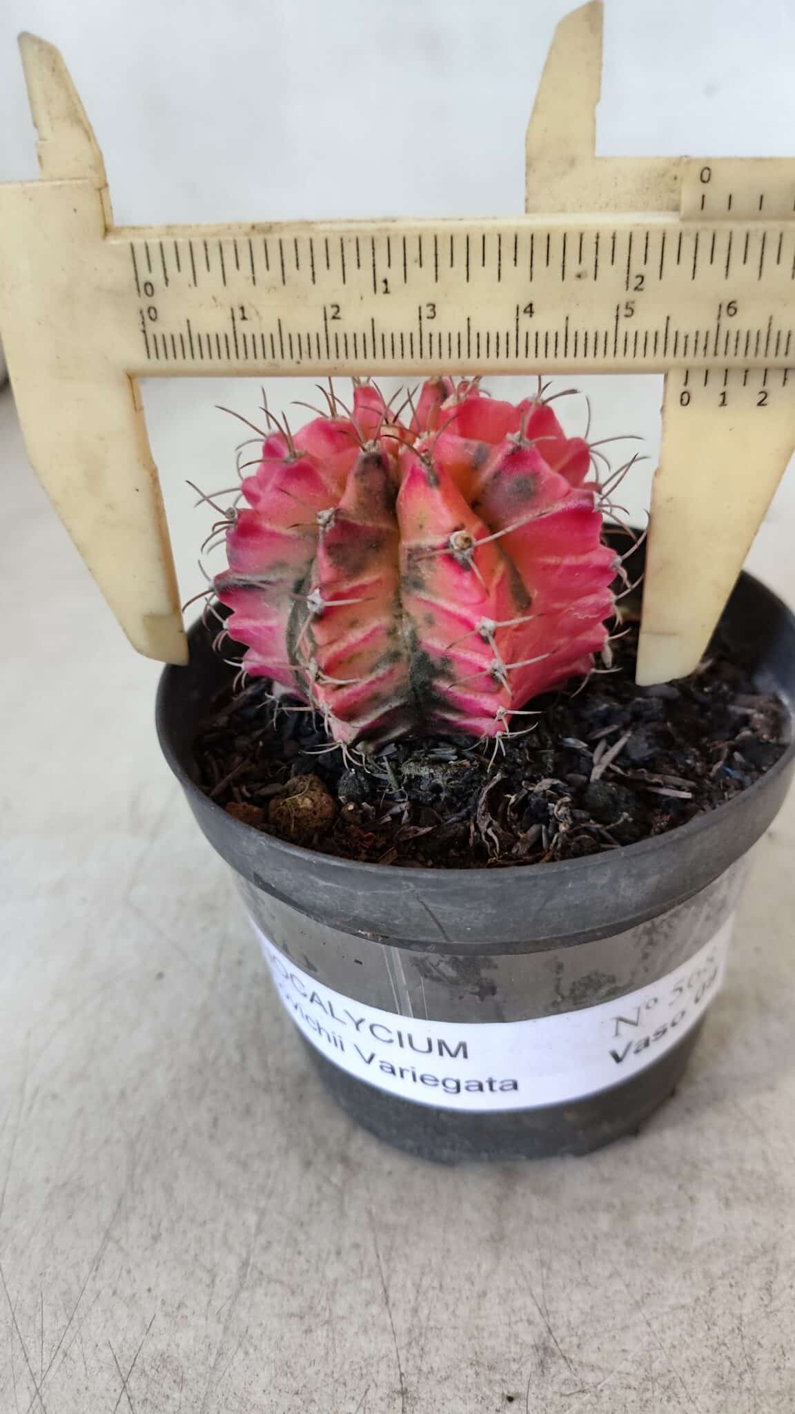 GYMNOCALYCIUM Mihanovichii Variegata Nº 568 – vaso 09