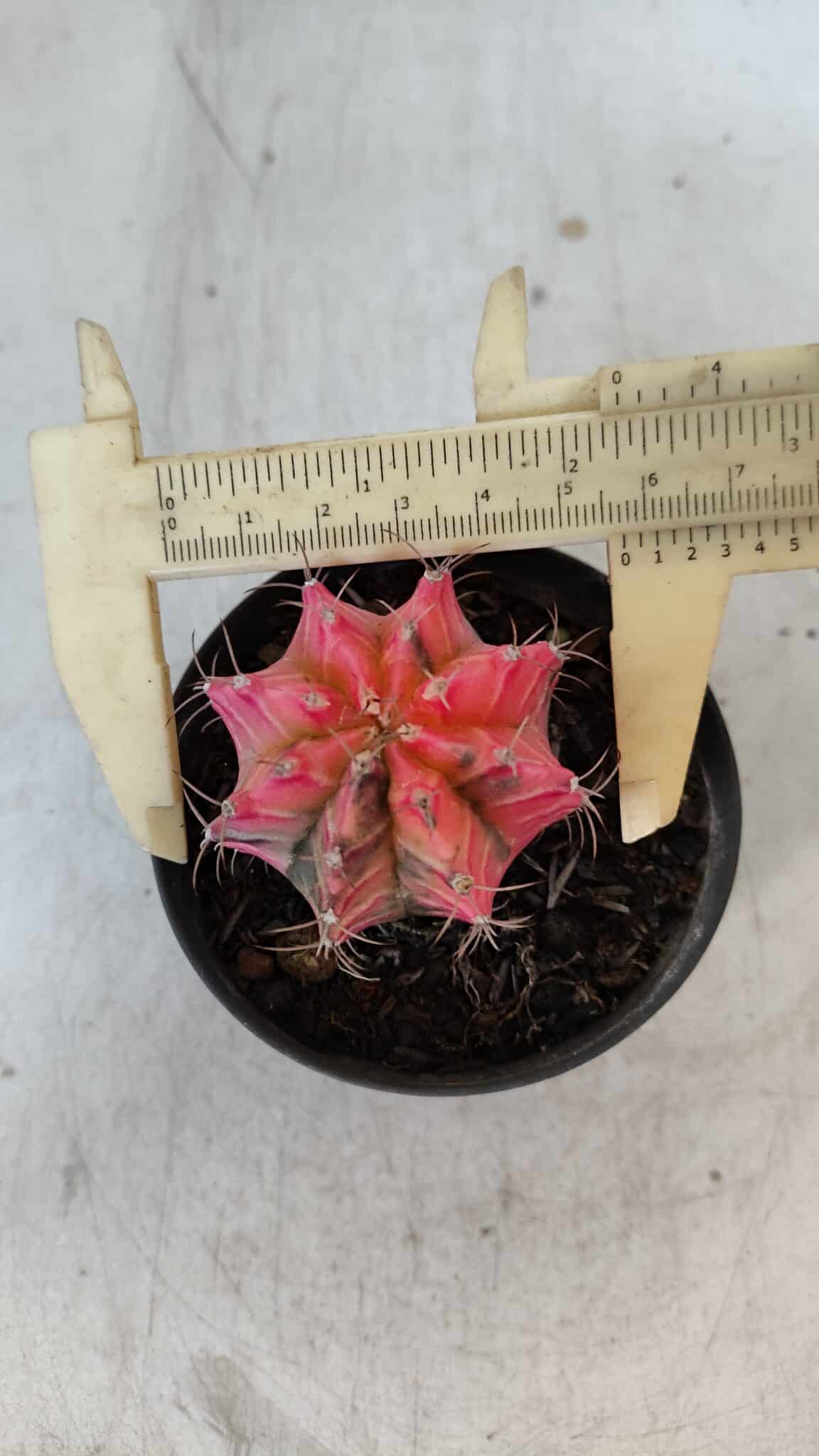 GYMNOCALYCIUM Mihanovichii Variegata Nº 568 – vaso 09