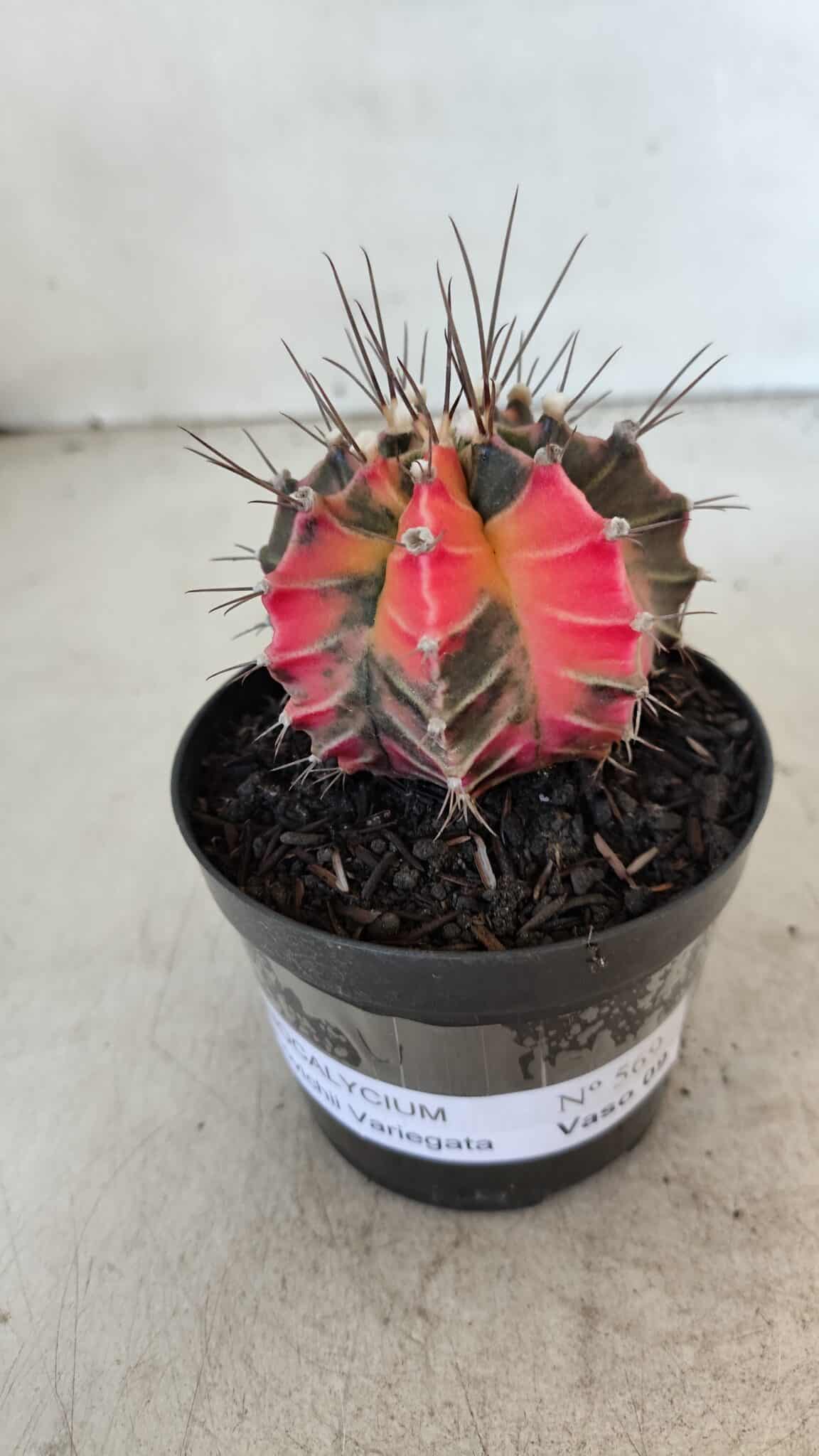 GYMNOCALYCIUM Mihanovichii Variegata Nº 569 – vaso 09