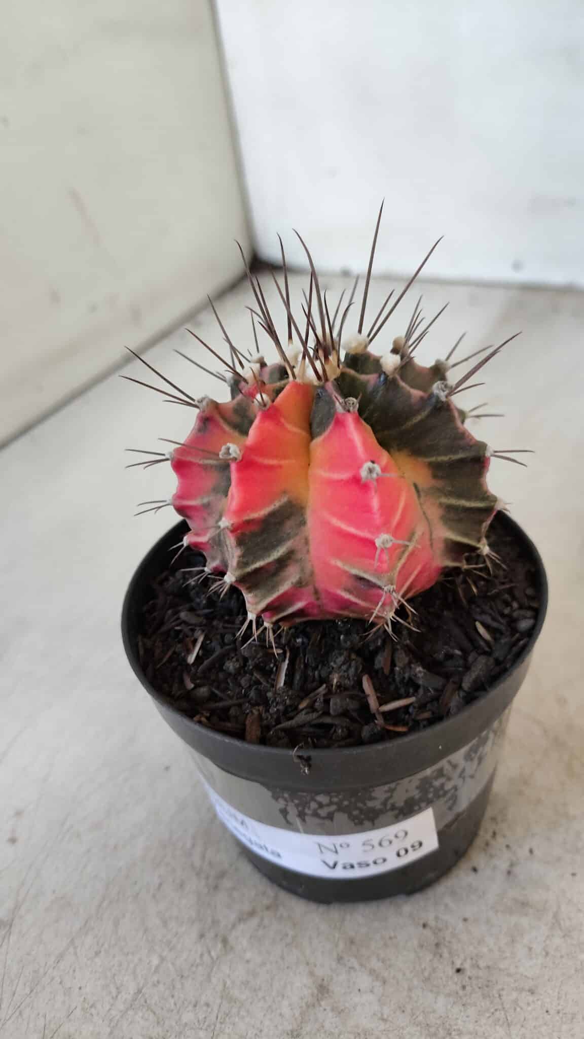 GYMNOCALYCIUM Mihanovichii Variegata Nº 569 – vaso 09