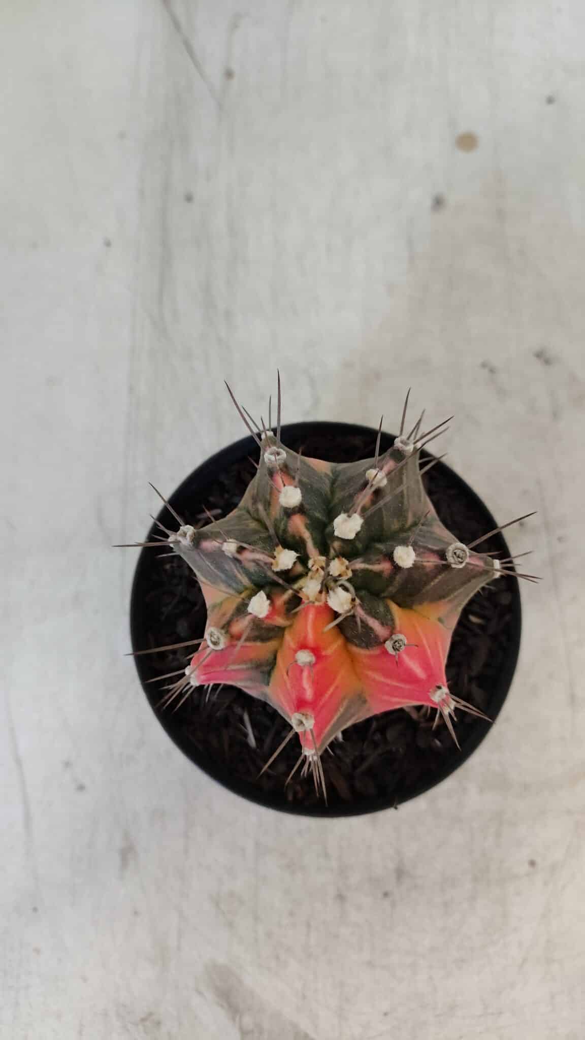 GYMNOCALYCIUM Mihanovichii Variegata Nº 569 – vaso 09