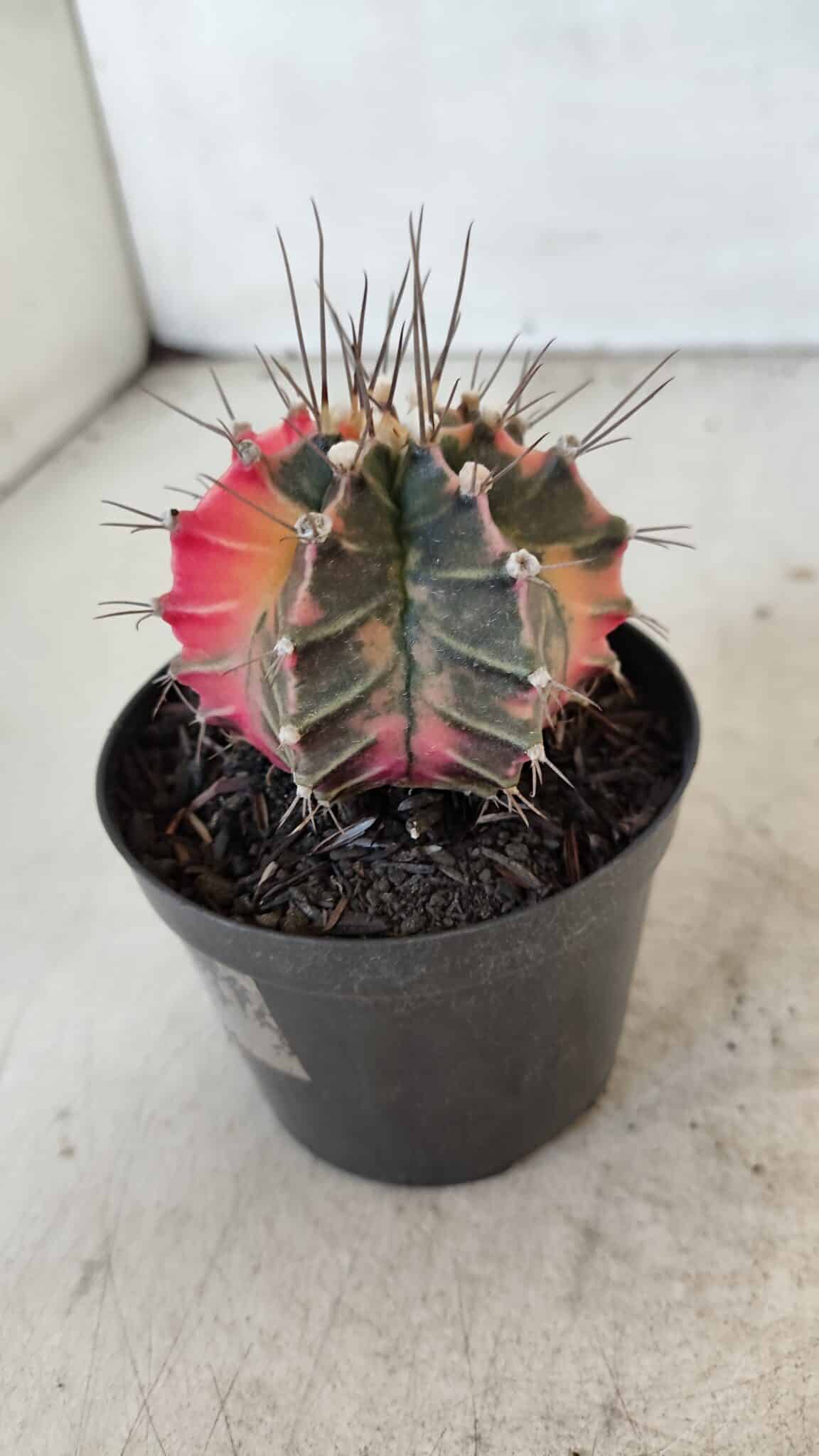 GYMNOCALYCIUM Mihanovichii Variegata Nº 569 – vaso 09