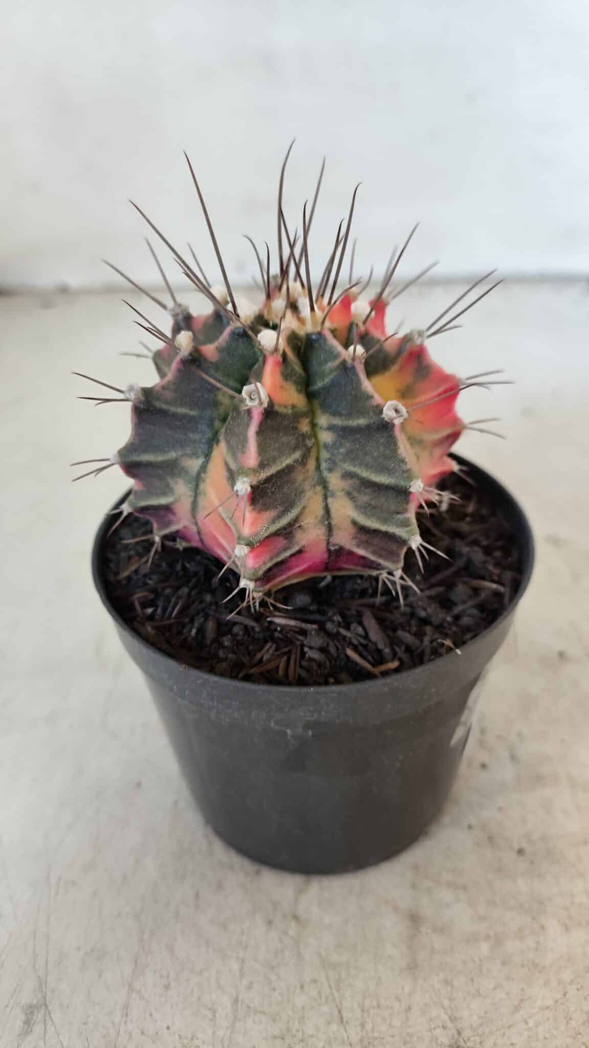 GYMNOCALYCIUM Mihanovichii Variegata Nº 569 – vaso 09